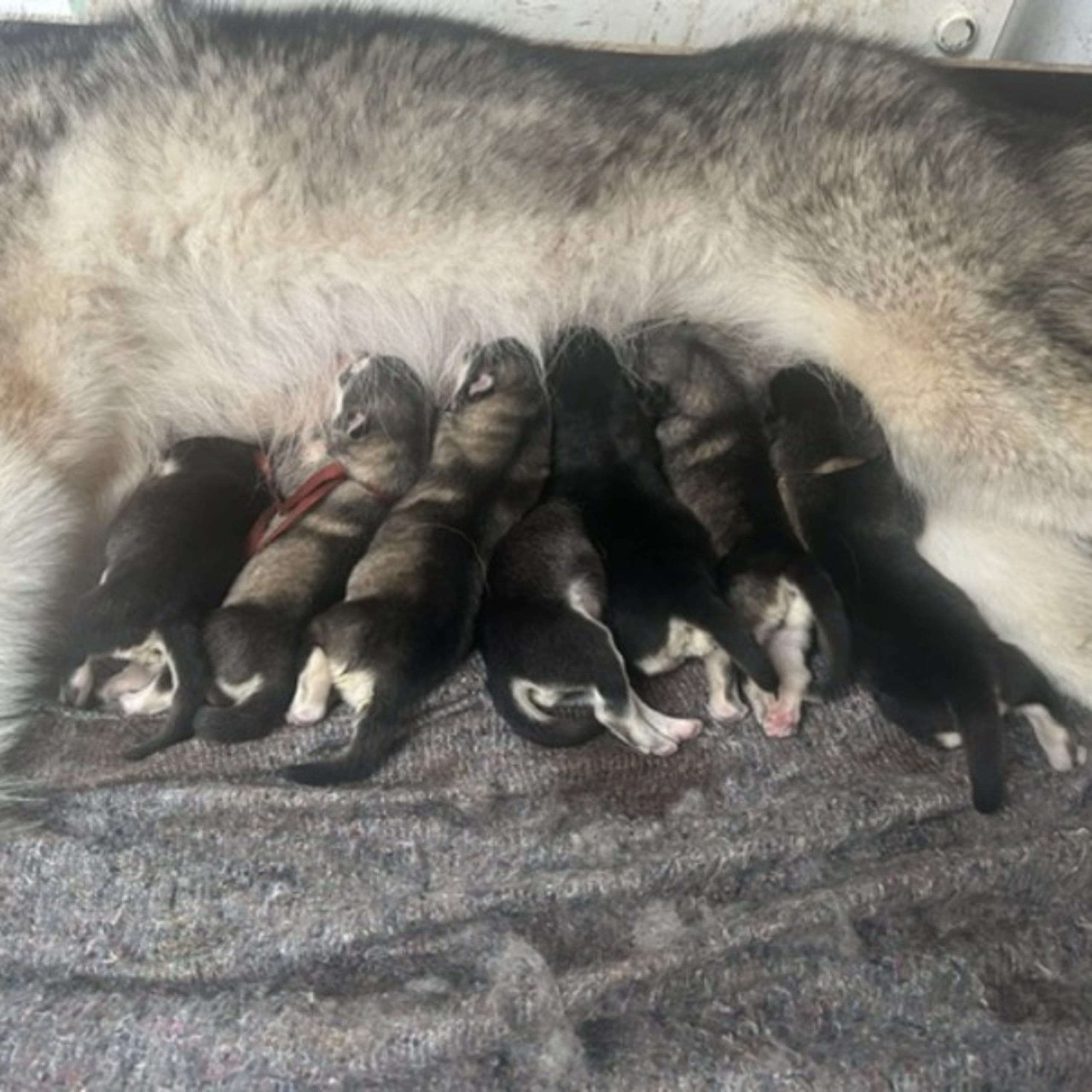 Alaskan malamute