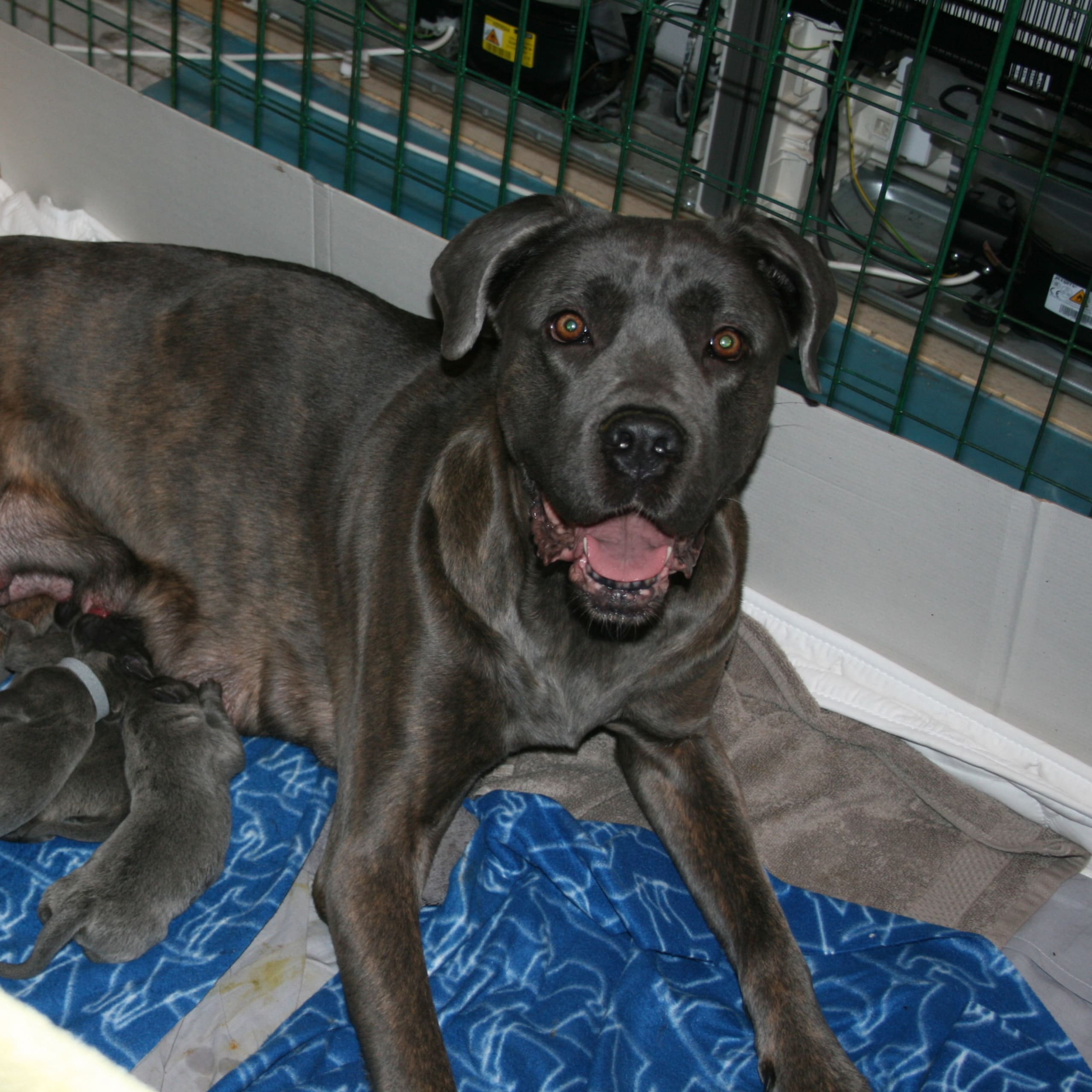Cane corso