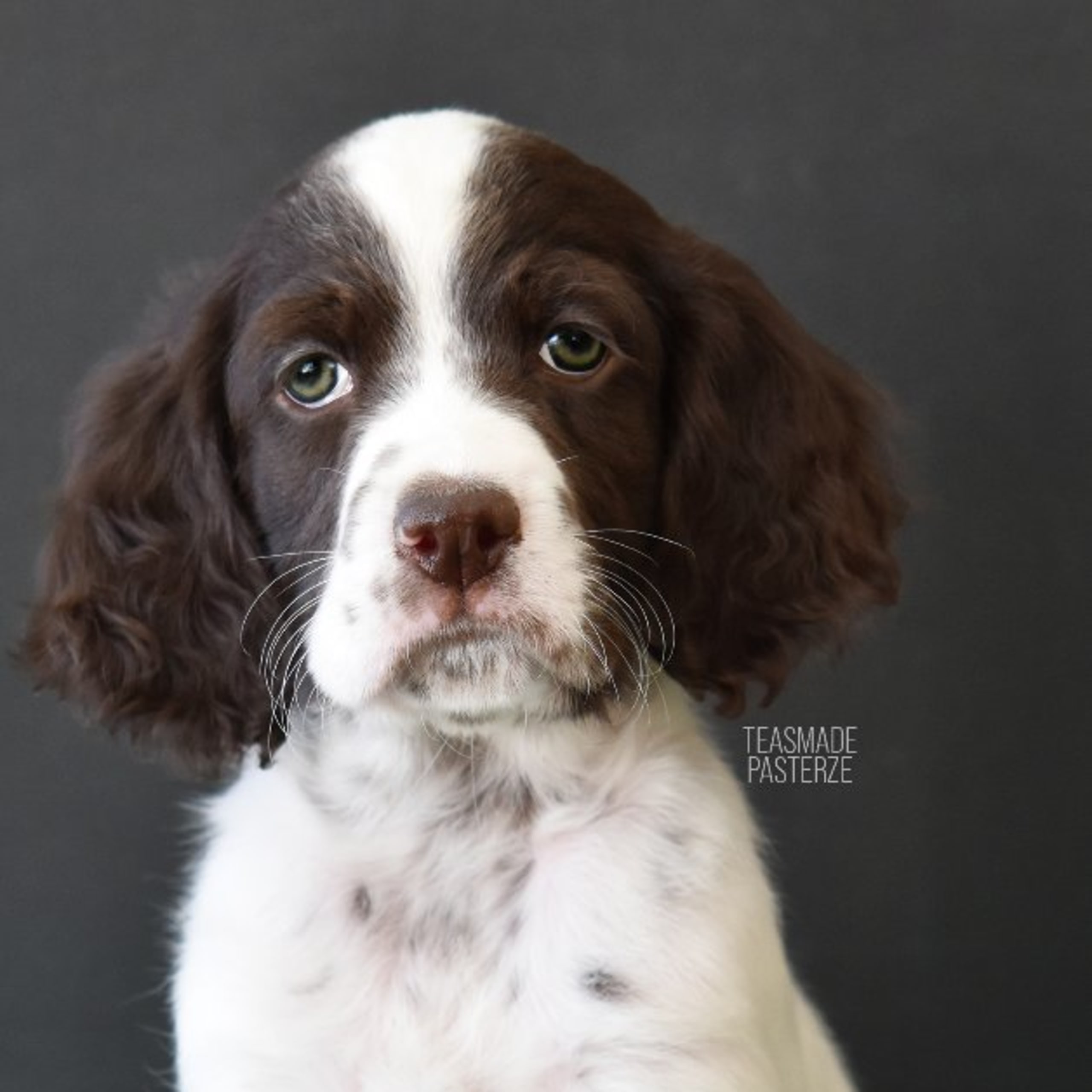 Engelsk setter