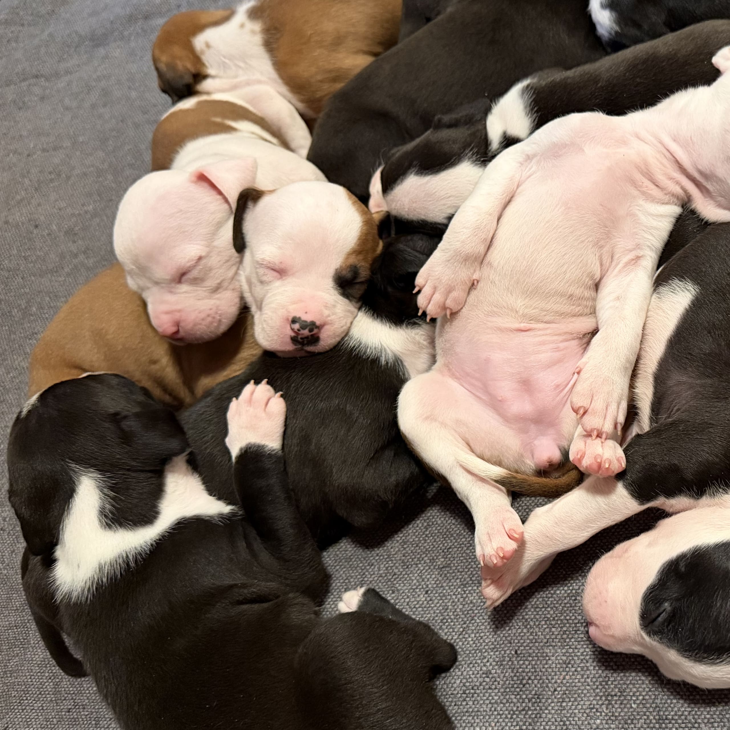 American staffordshire terrier