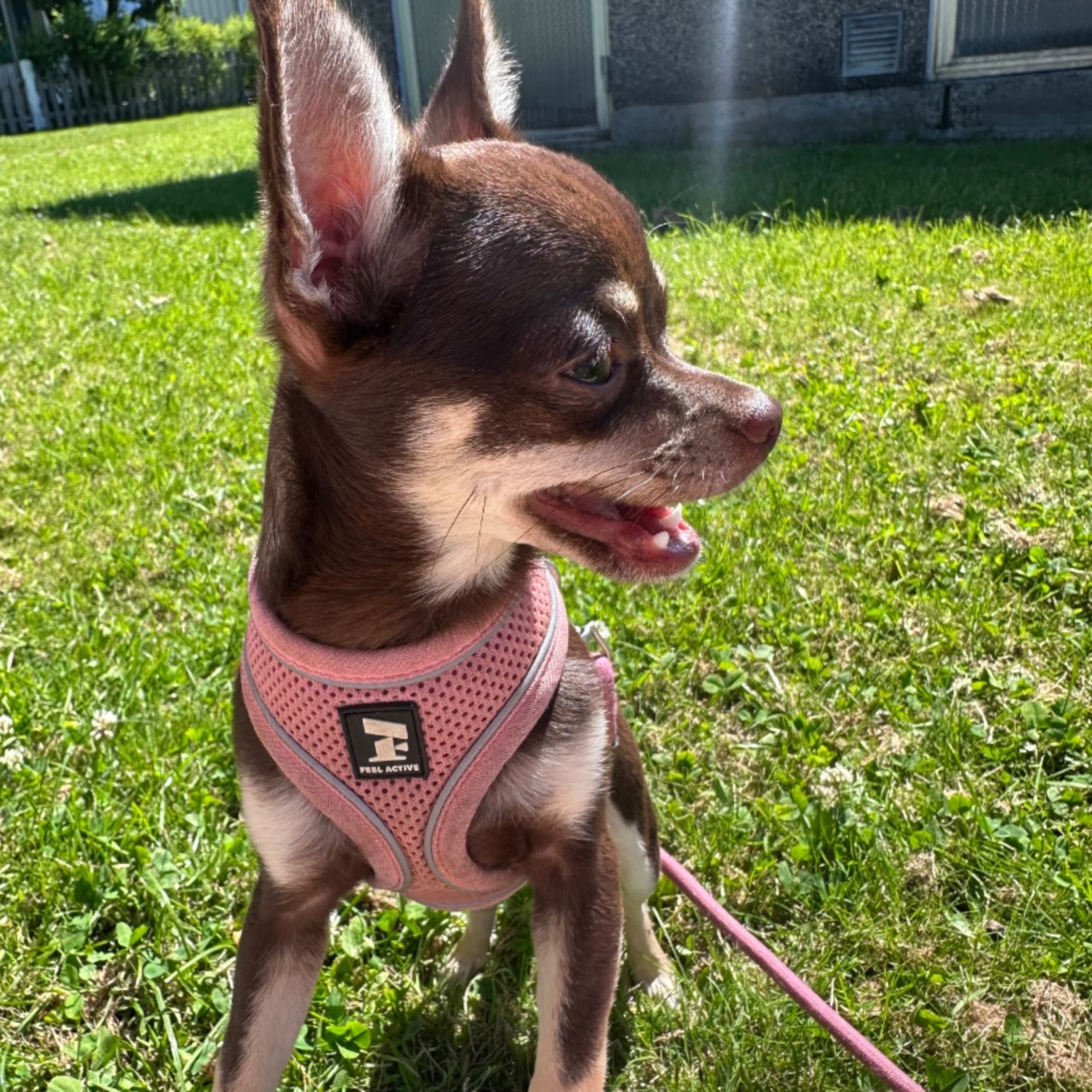 Chihuahua