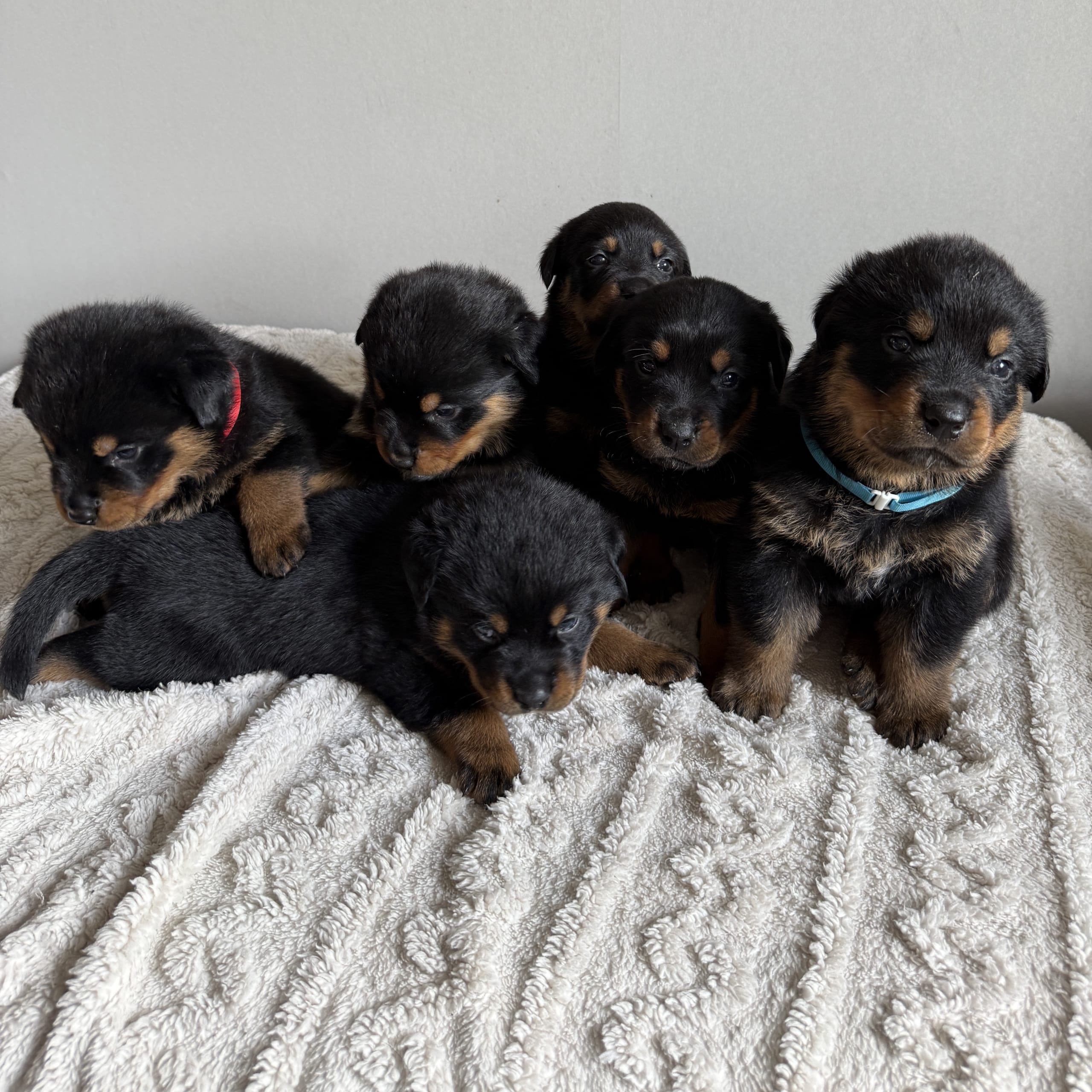 Rottweiler/American Bully XL