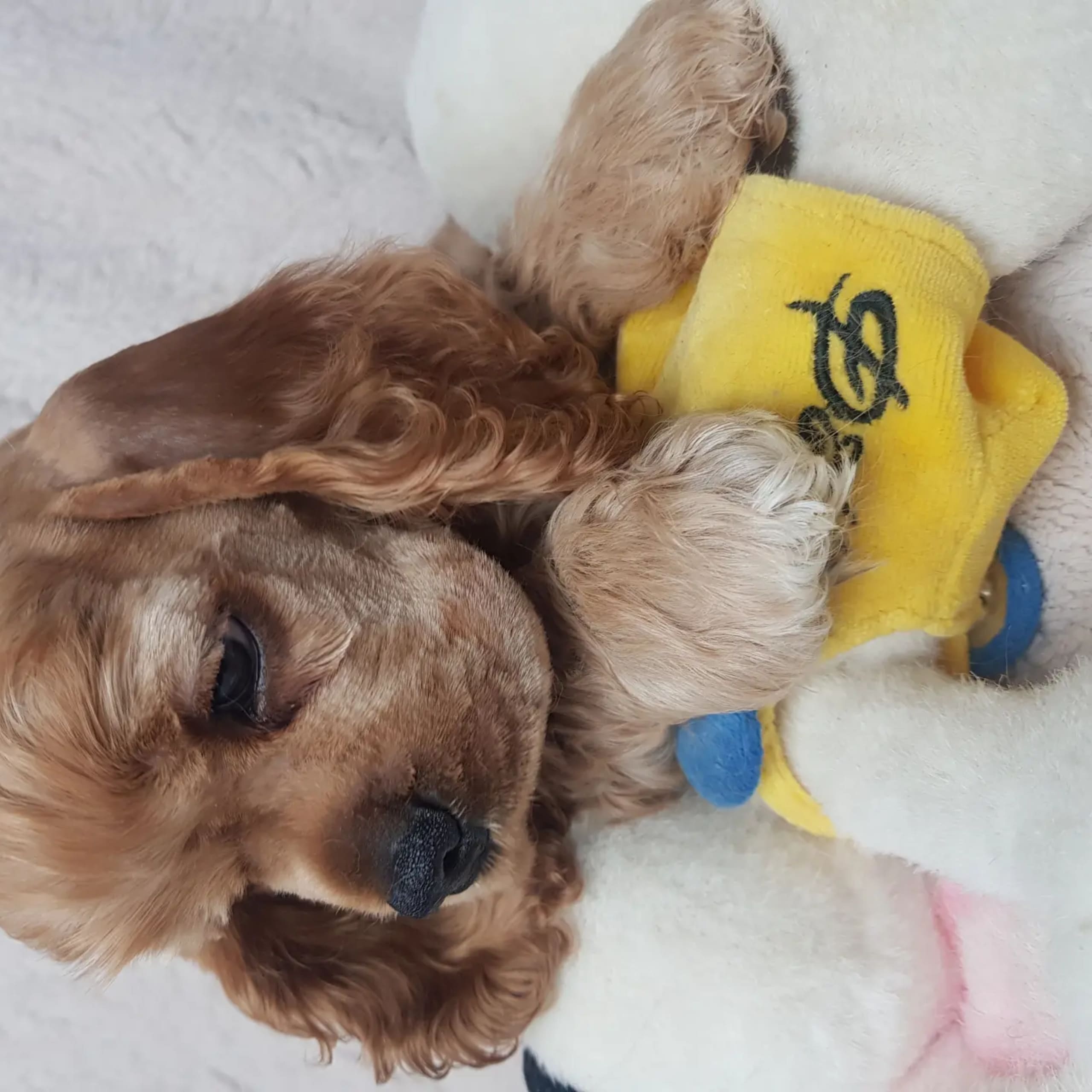 Amerikansk cocker spaniel
