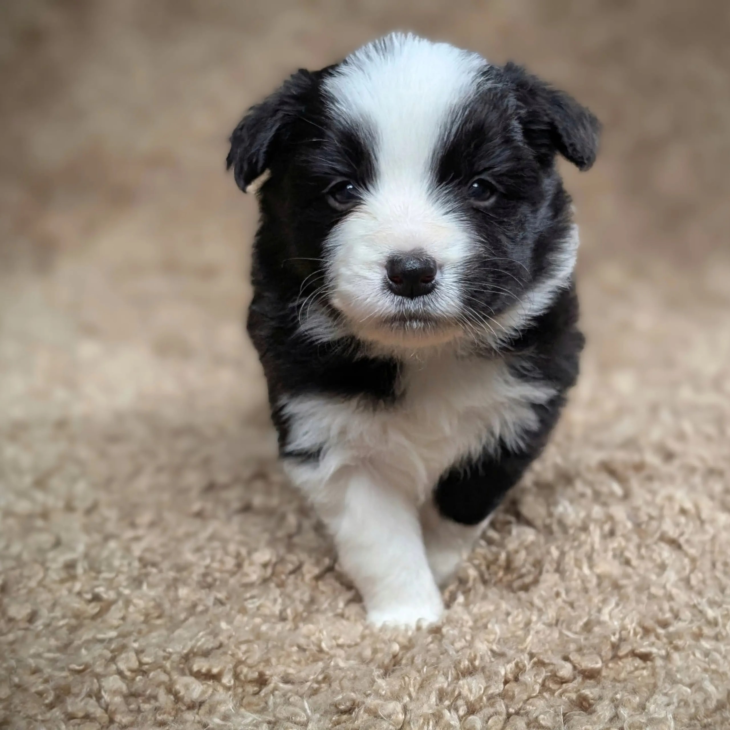 Border collie