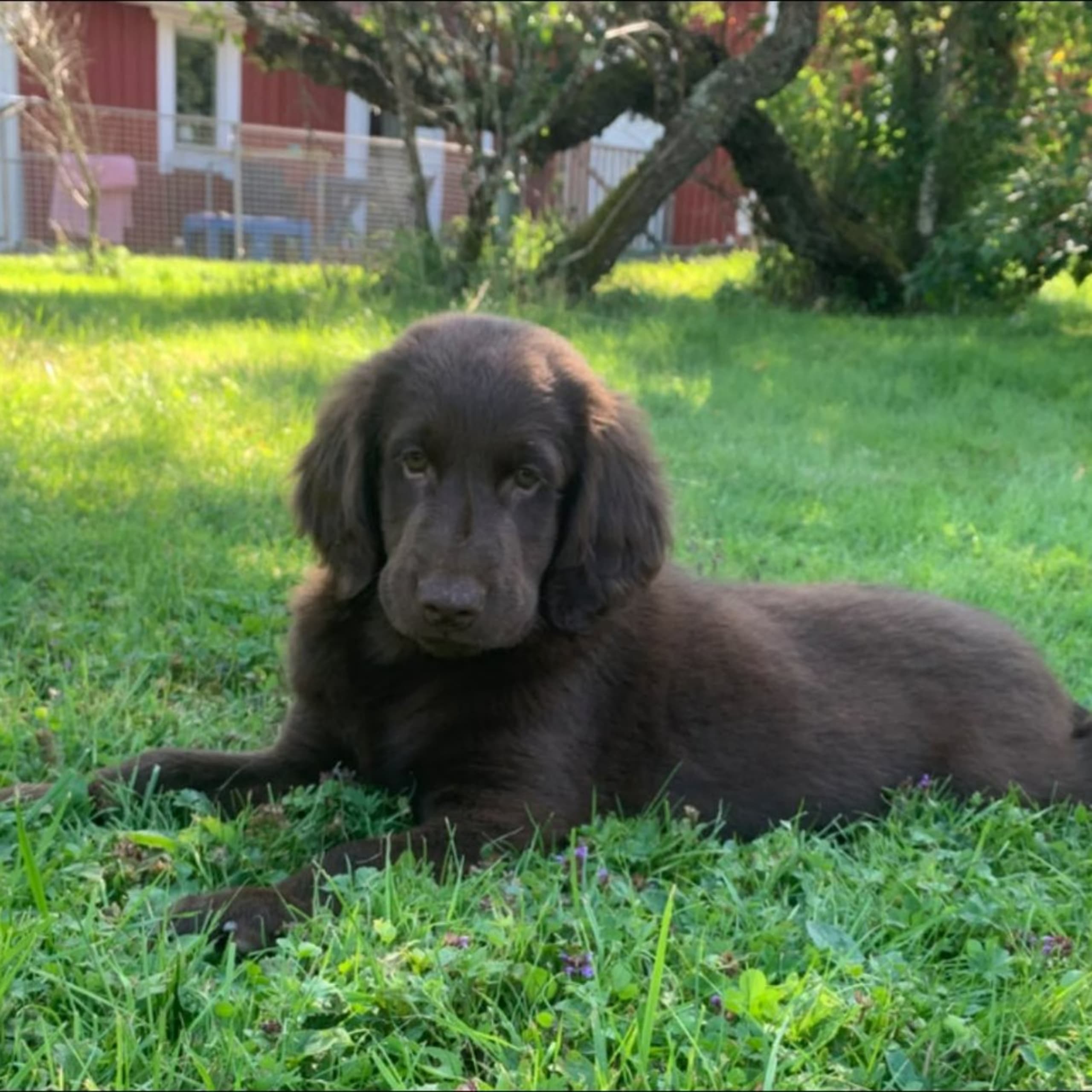 Flatcoated retriever
