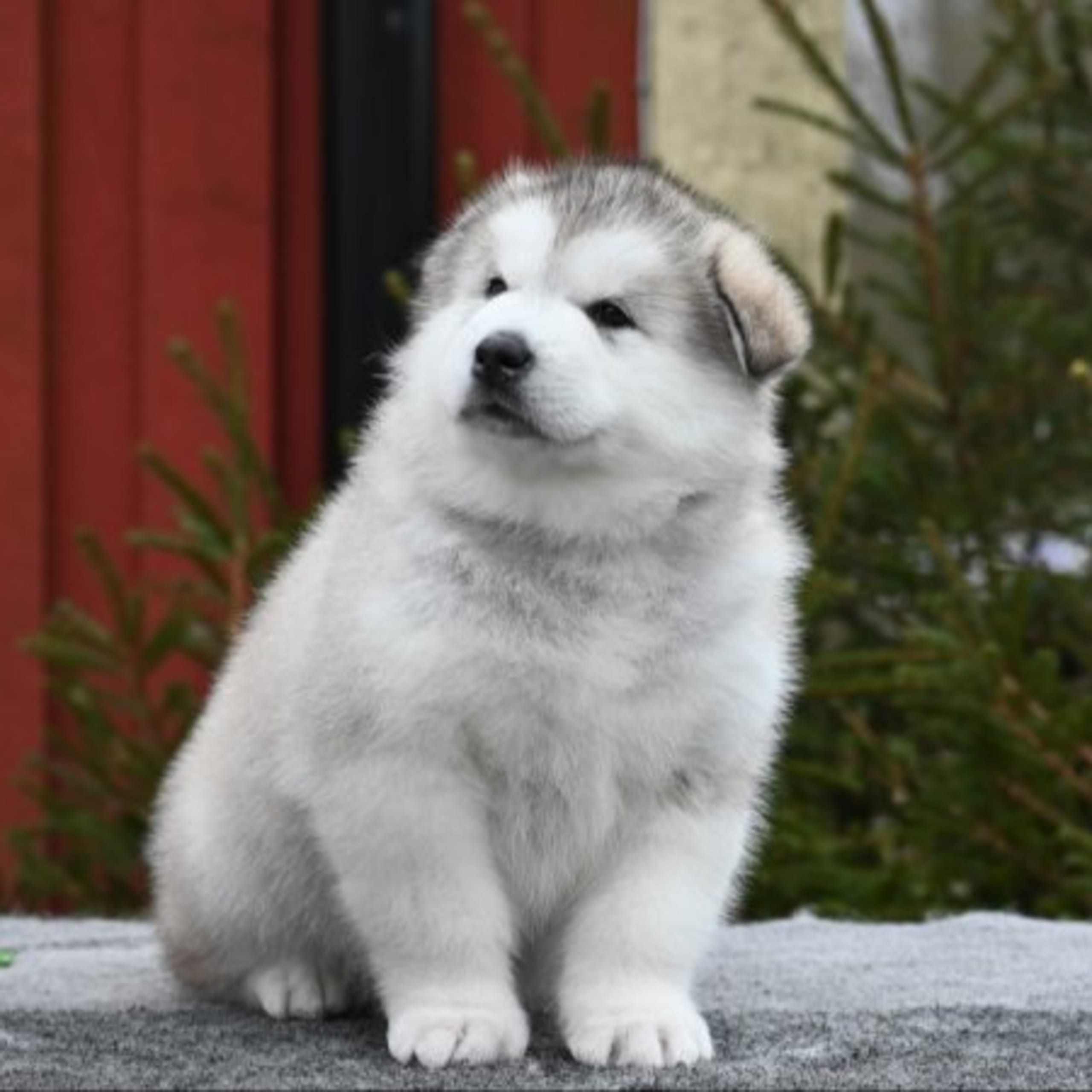 Alaskan malamute
