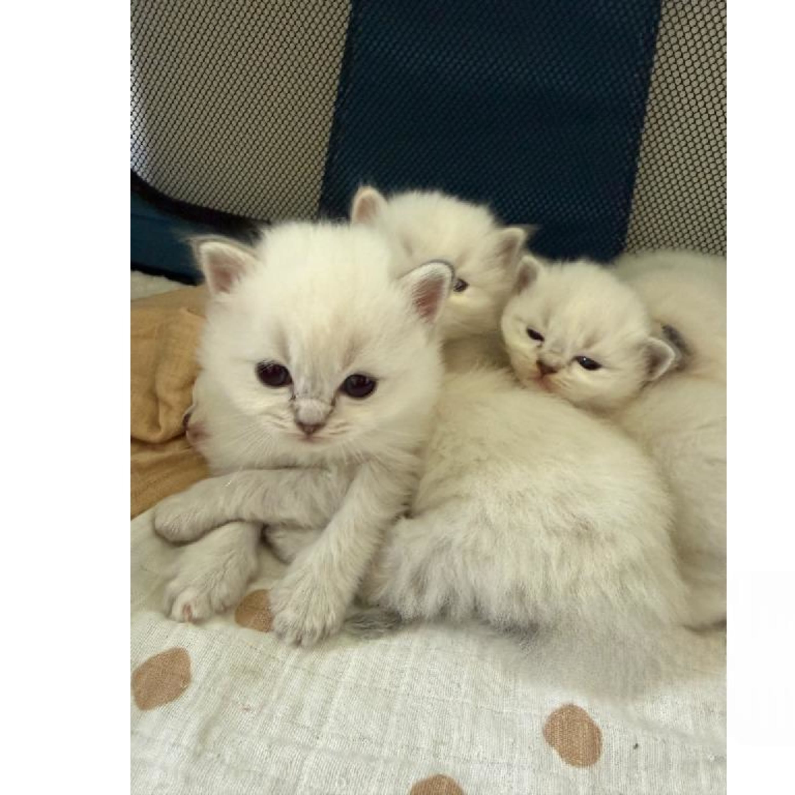 Ragdoll