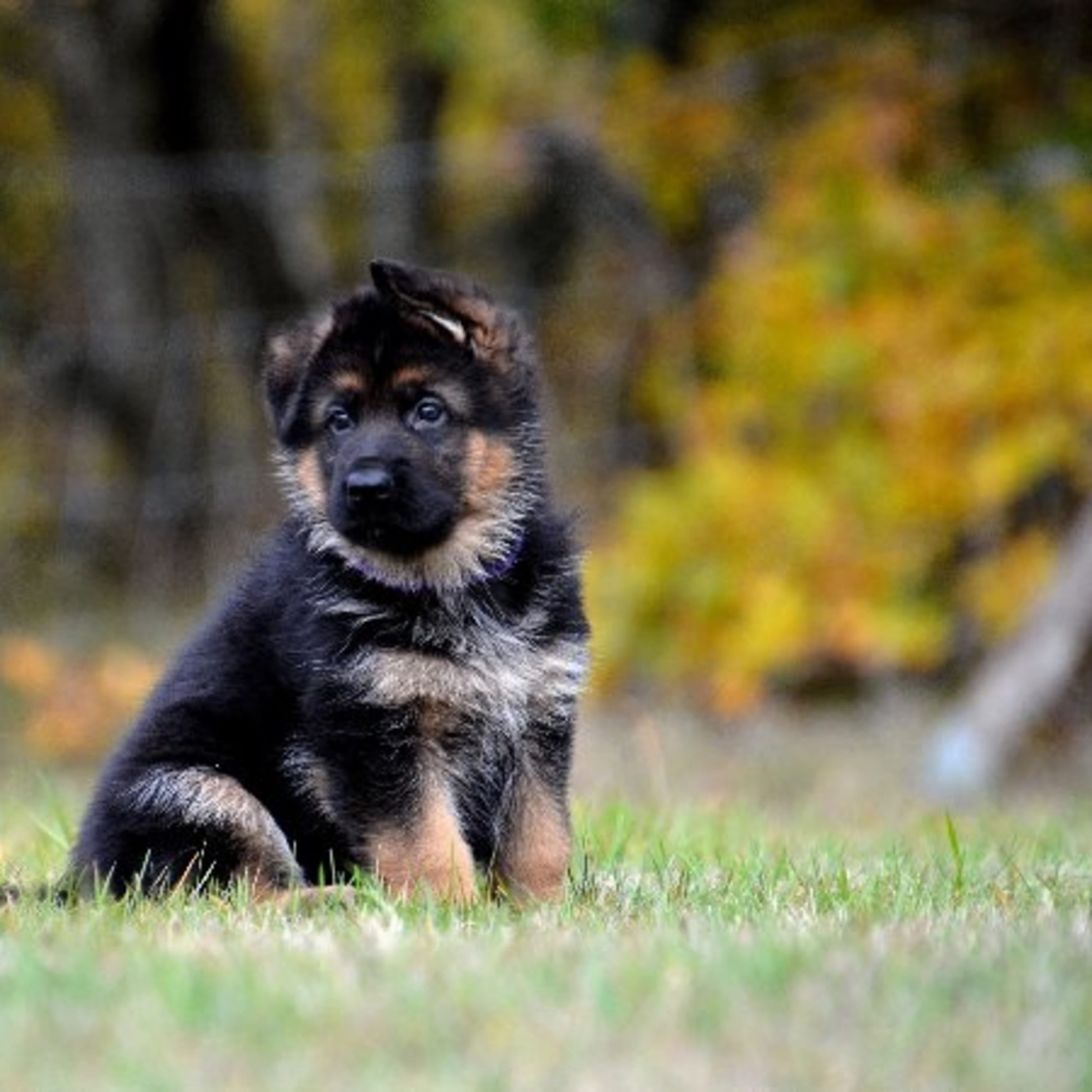Tysk Schäferhund