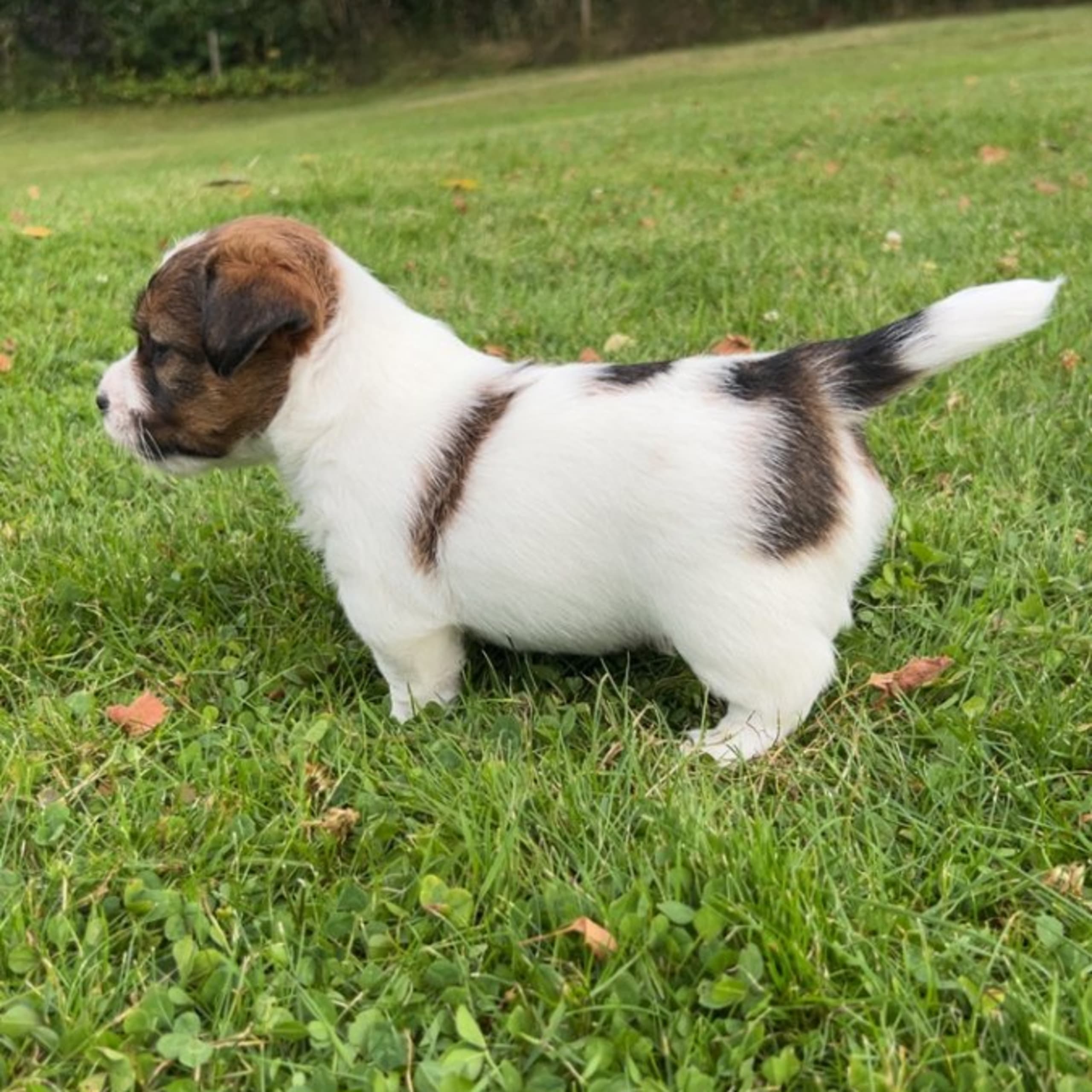 Jack russell terrier