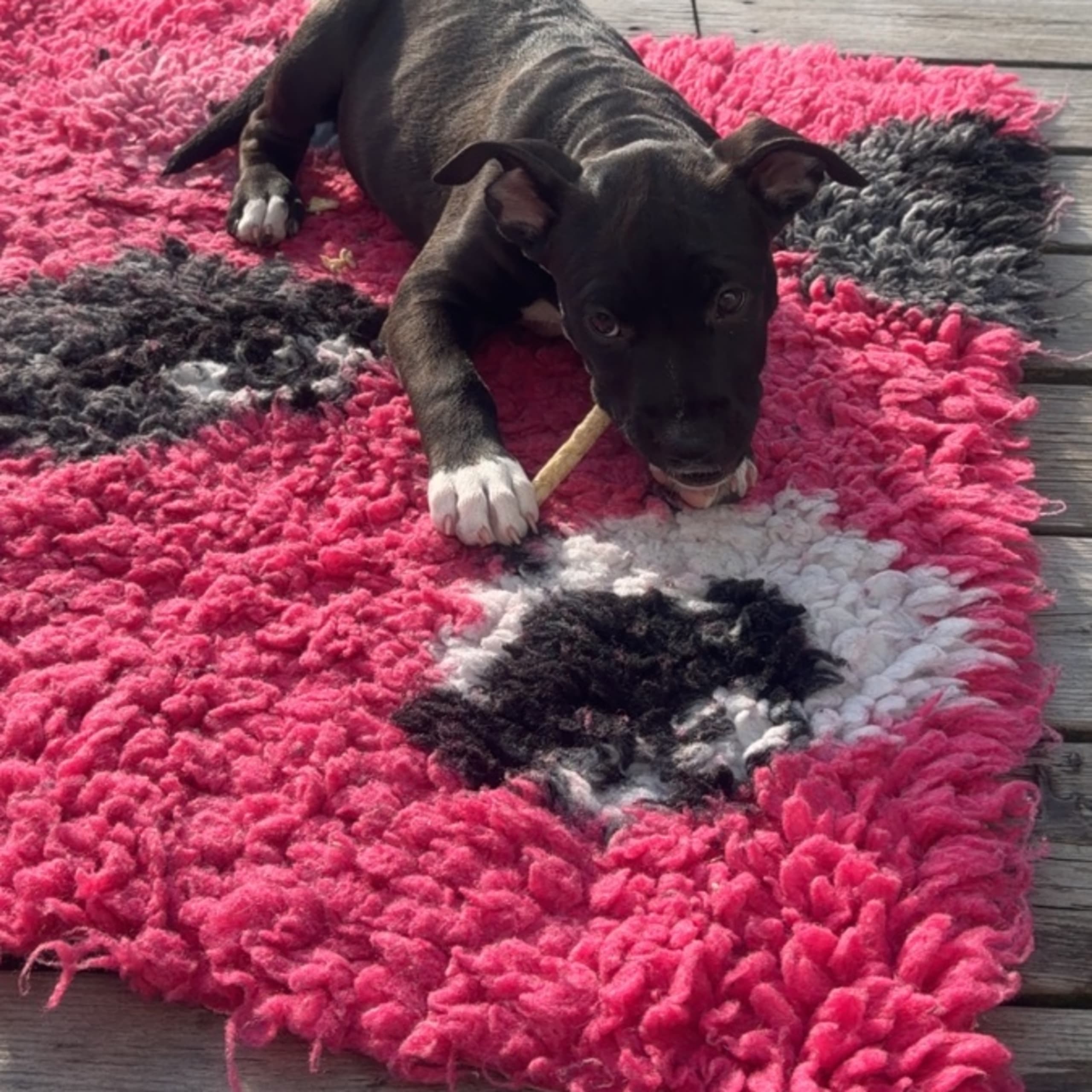 American staffordshire terrier