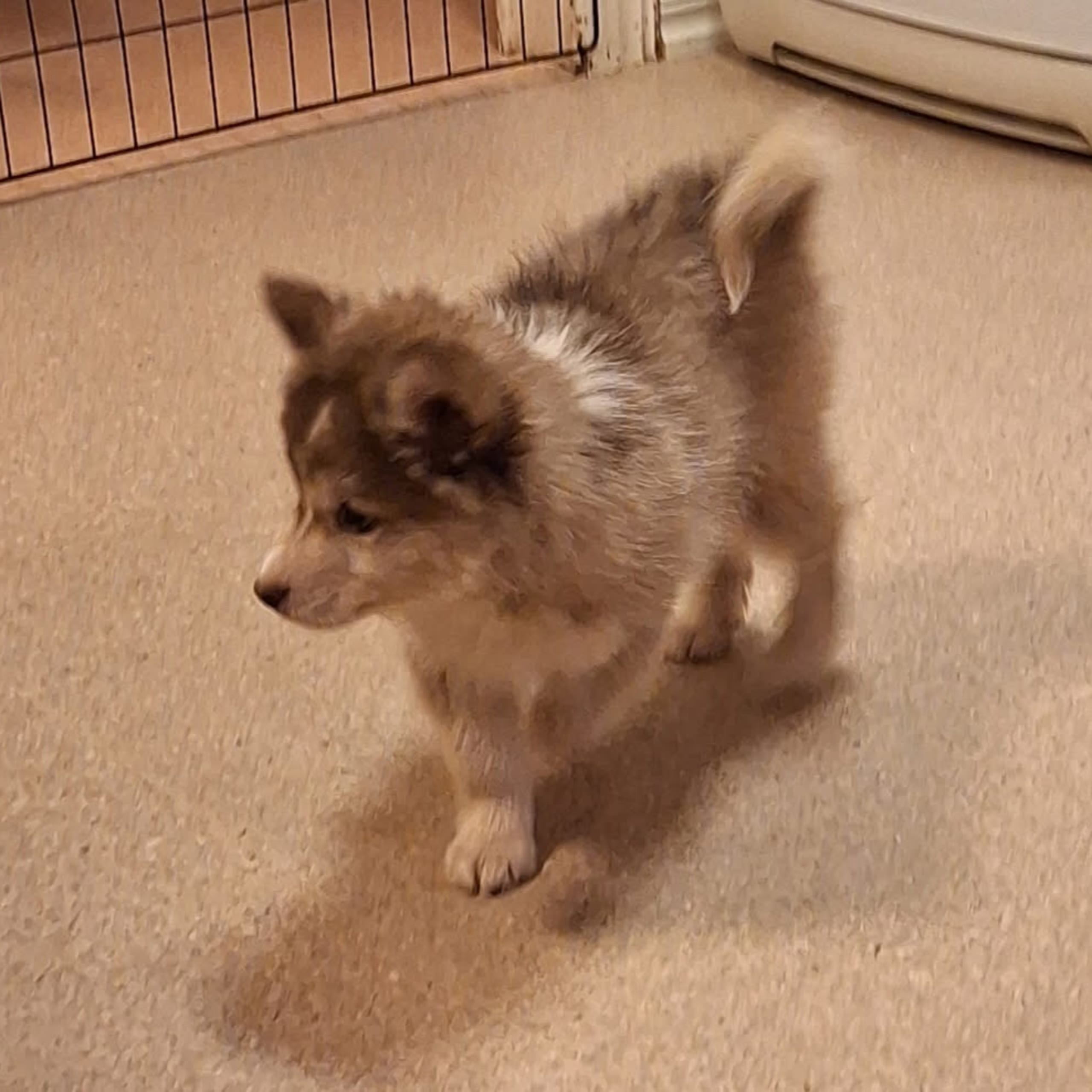 Finsk lapphund