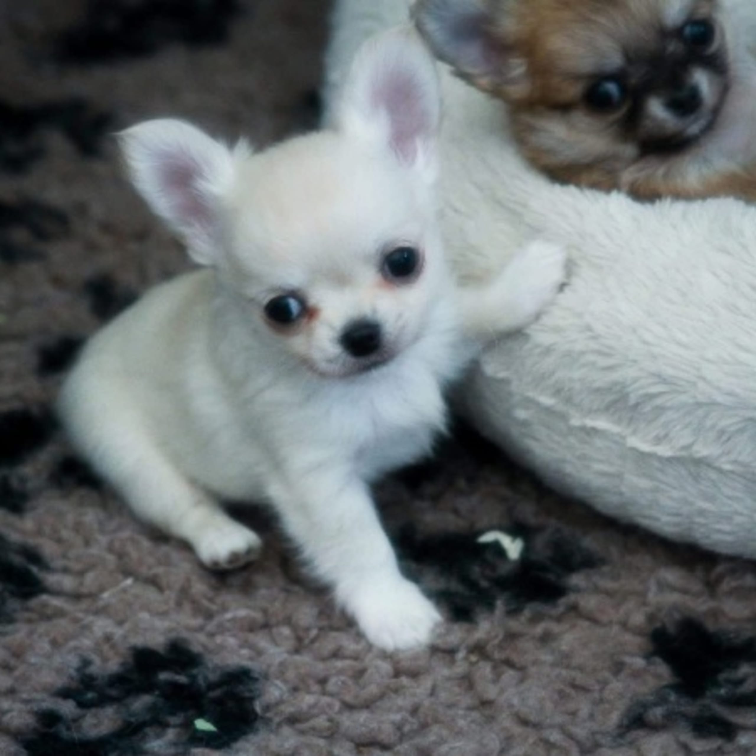 Chihuahua