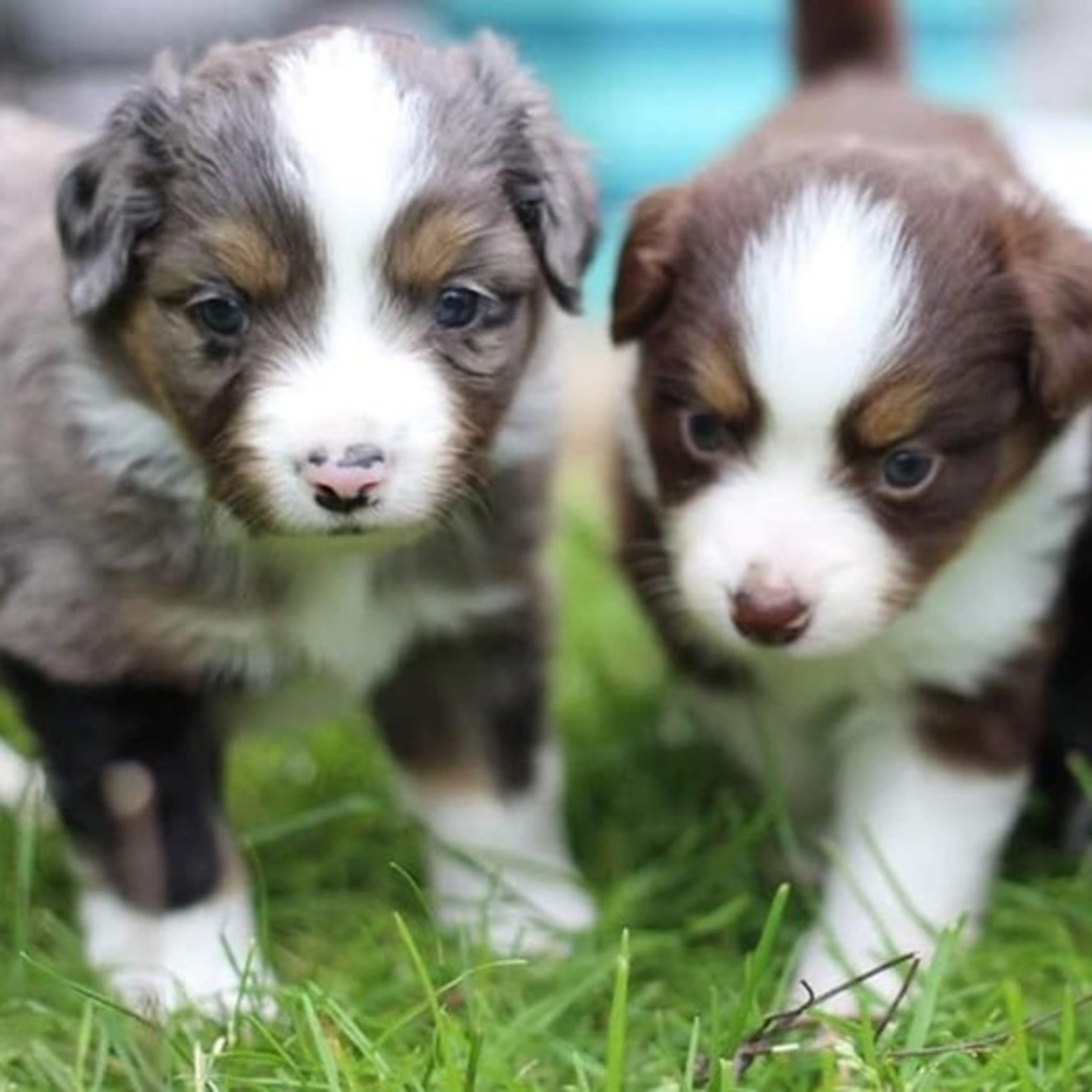 Miniature American Shepherd