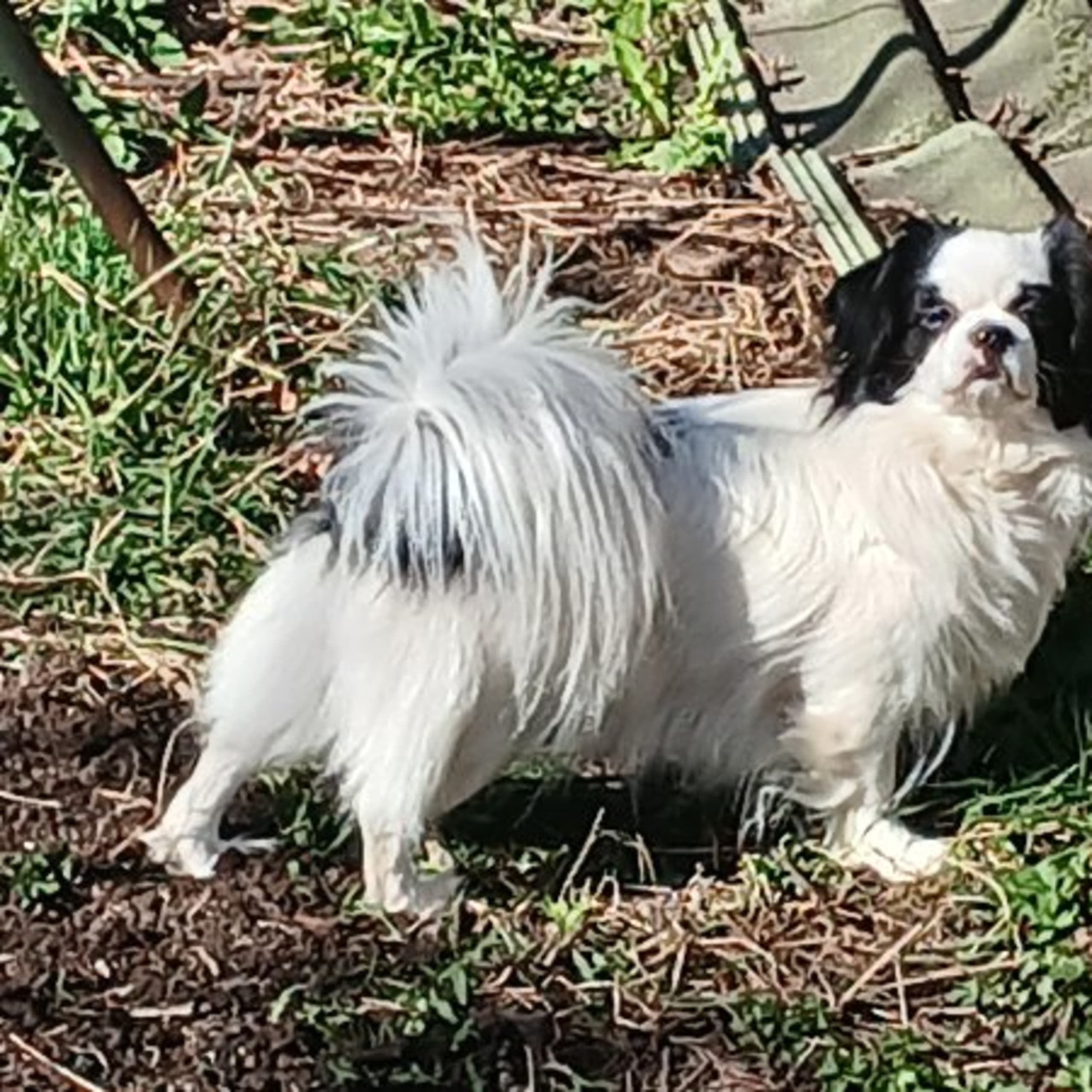 Tibetansk spaniel