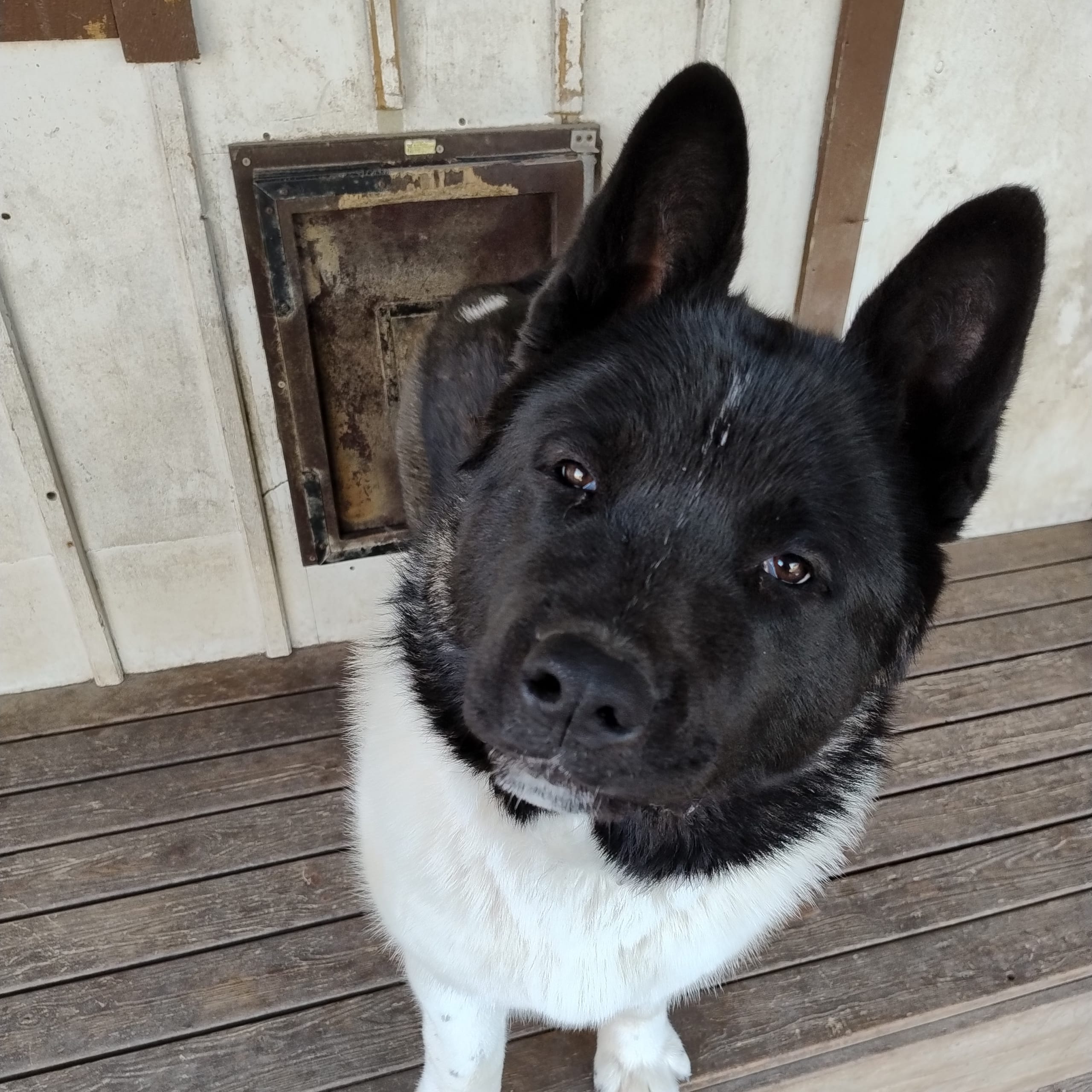American akita