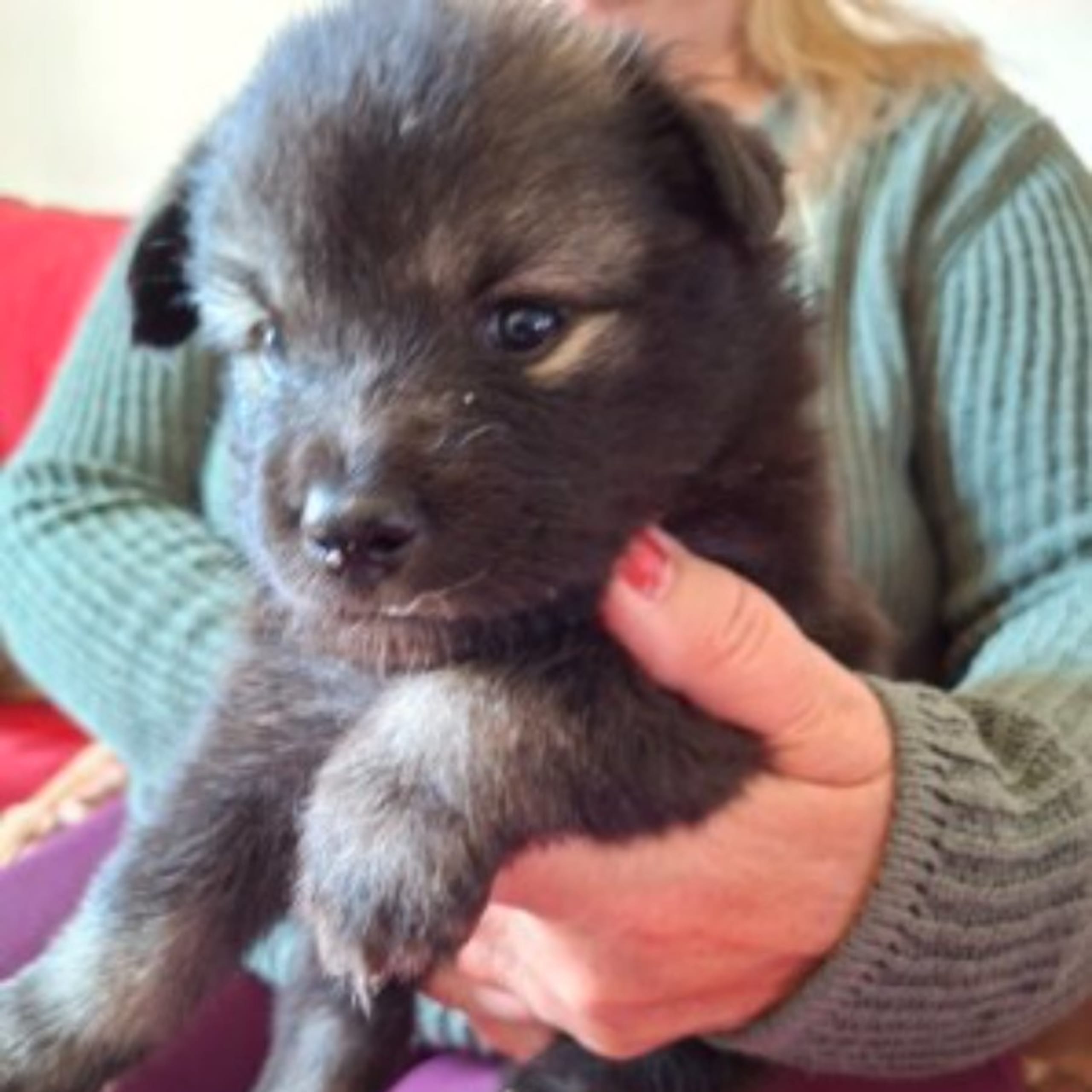 Finsk lapphund