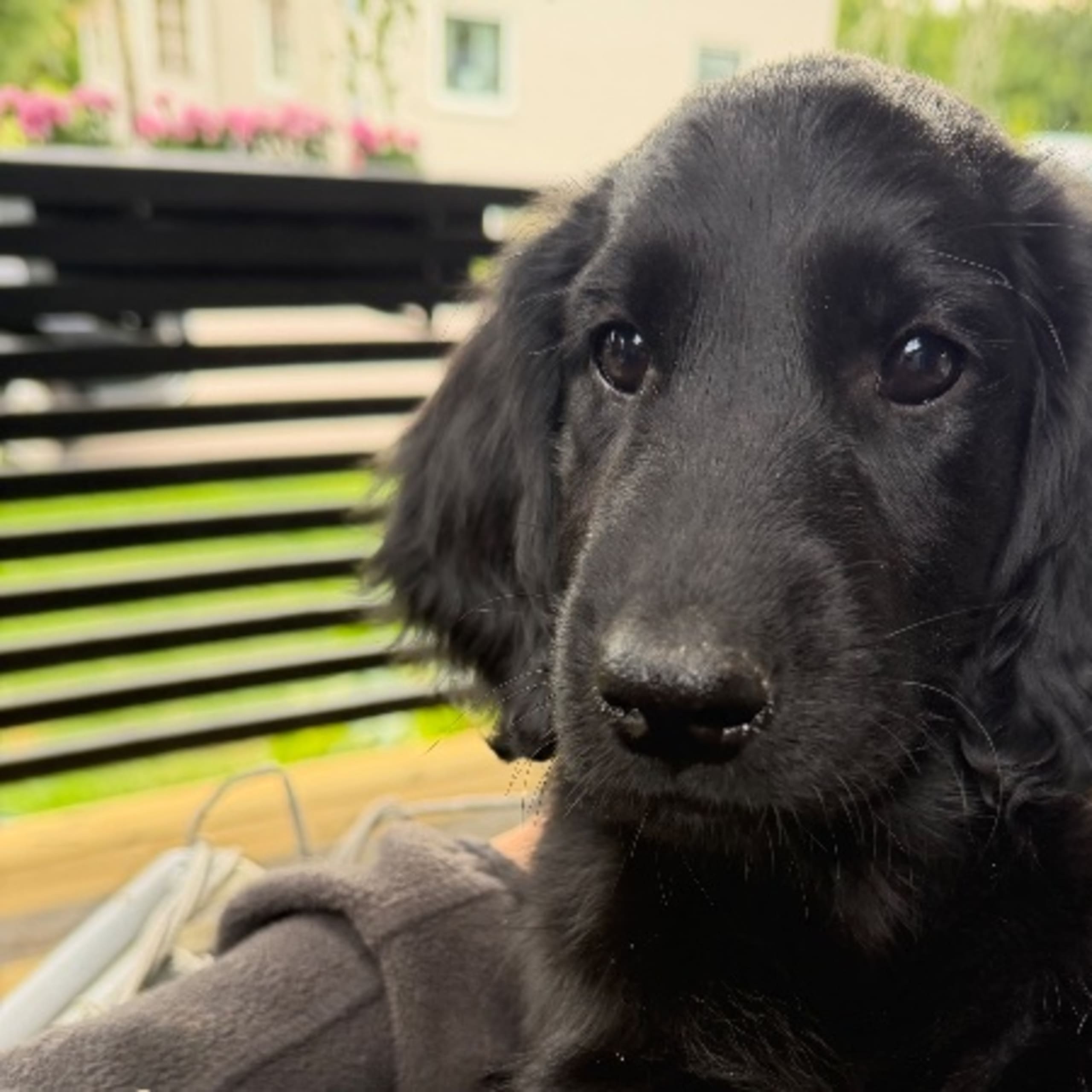 Flatcoated retriever