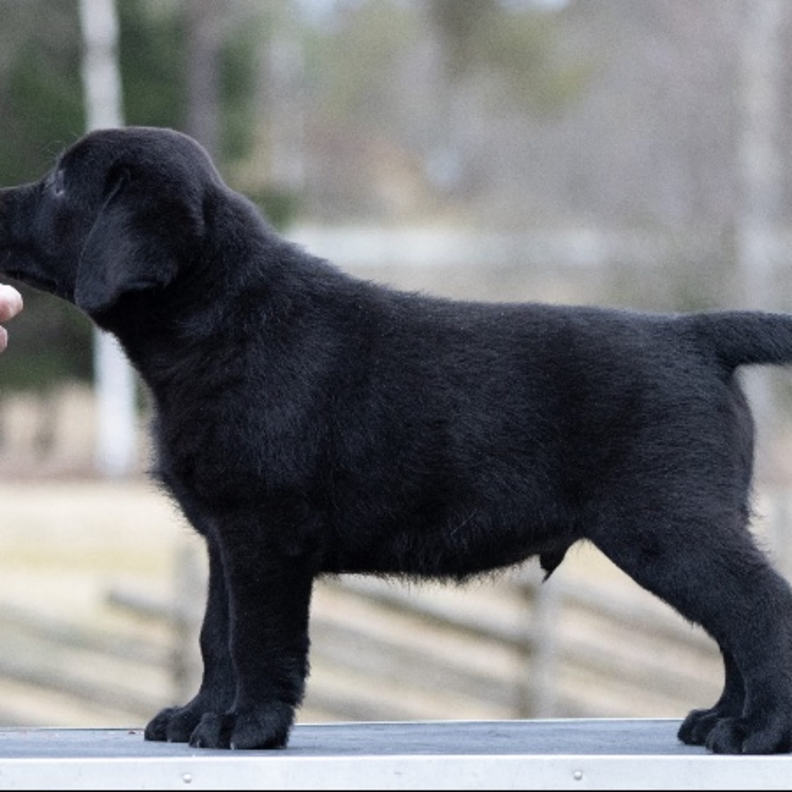 Labrador retriever