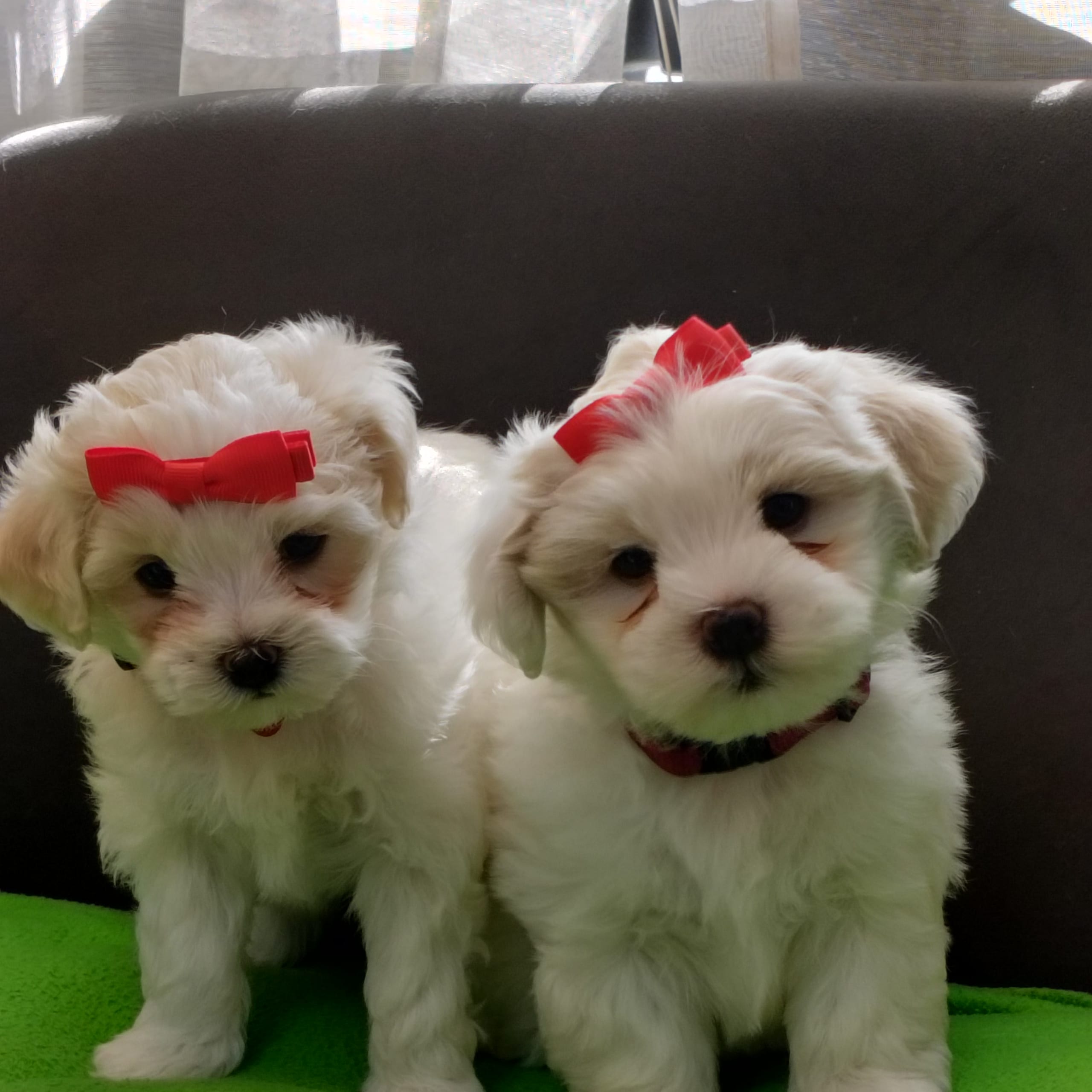 Maltipoo