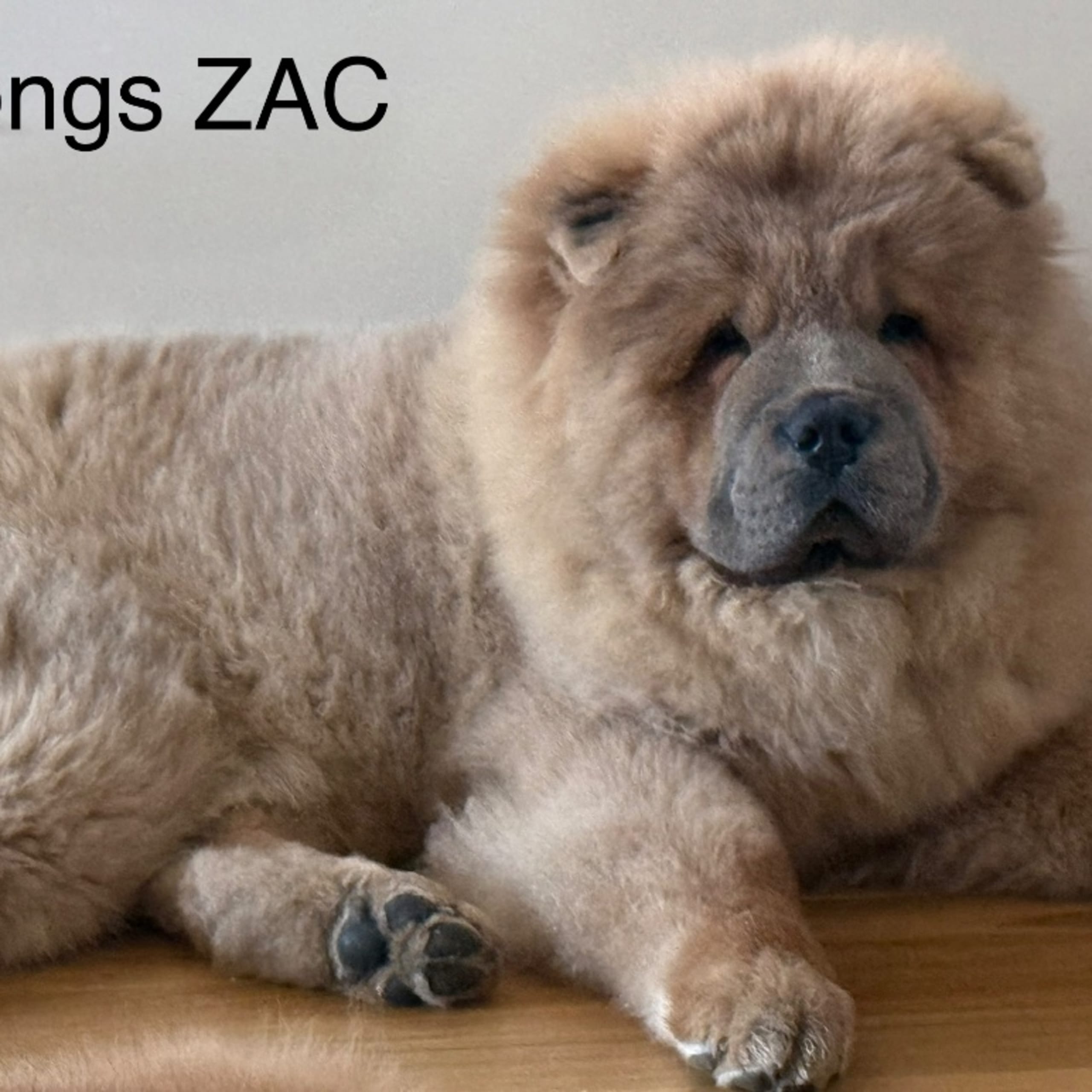 Chow chow
