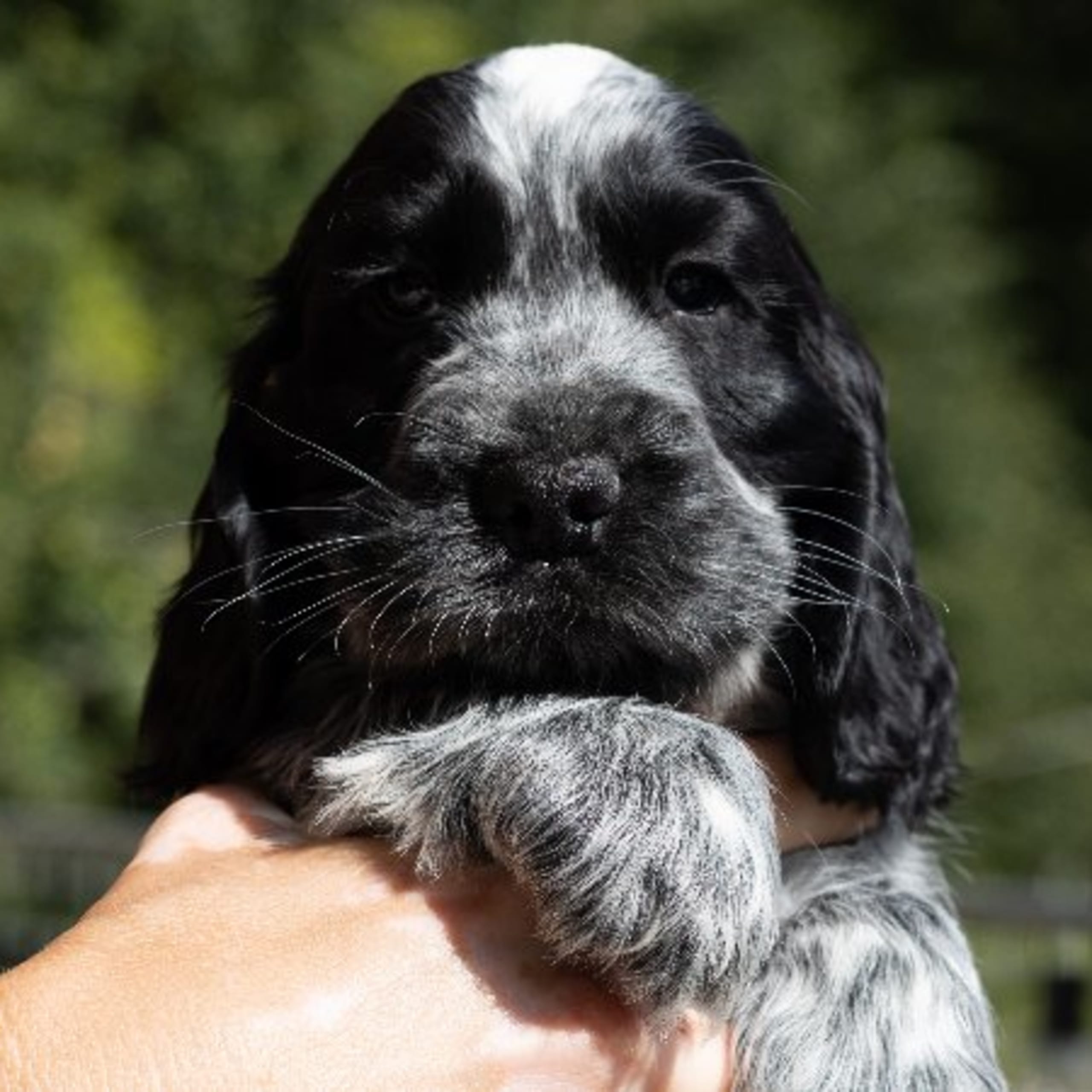Cocker spaniel