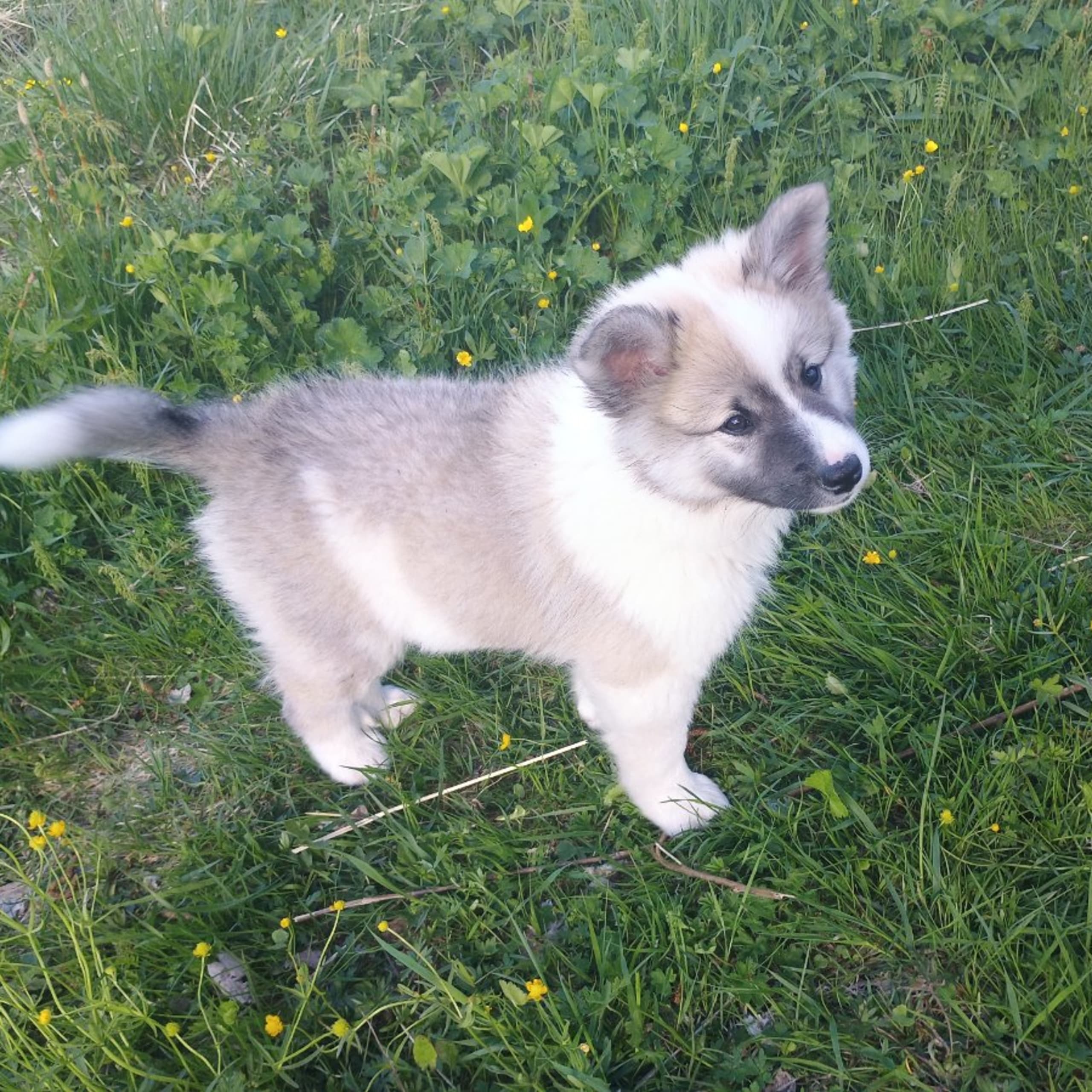 Sannasus