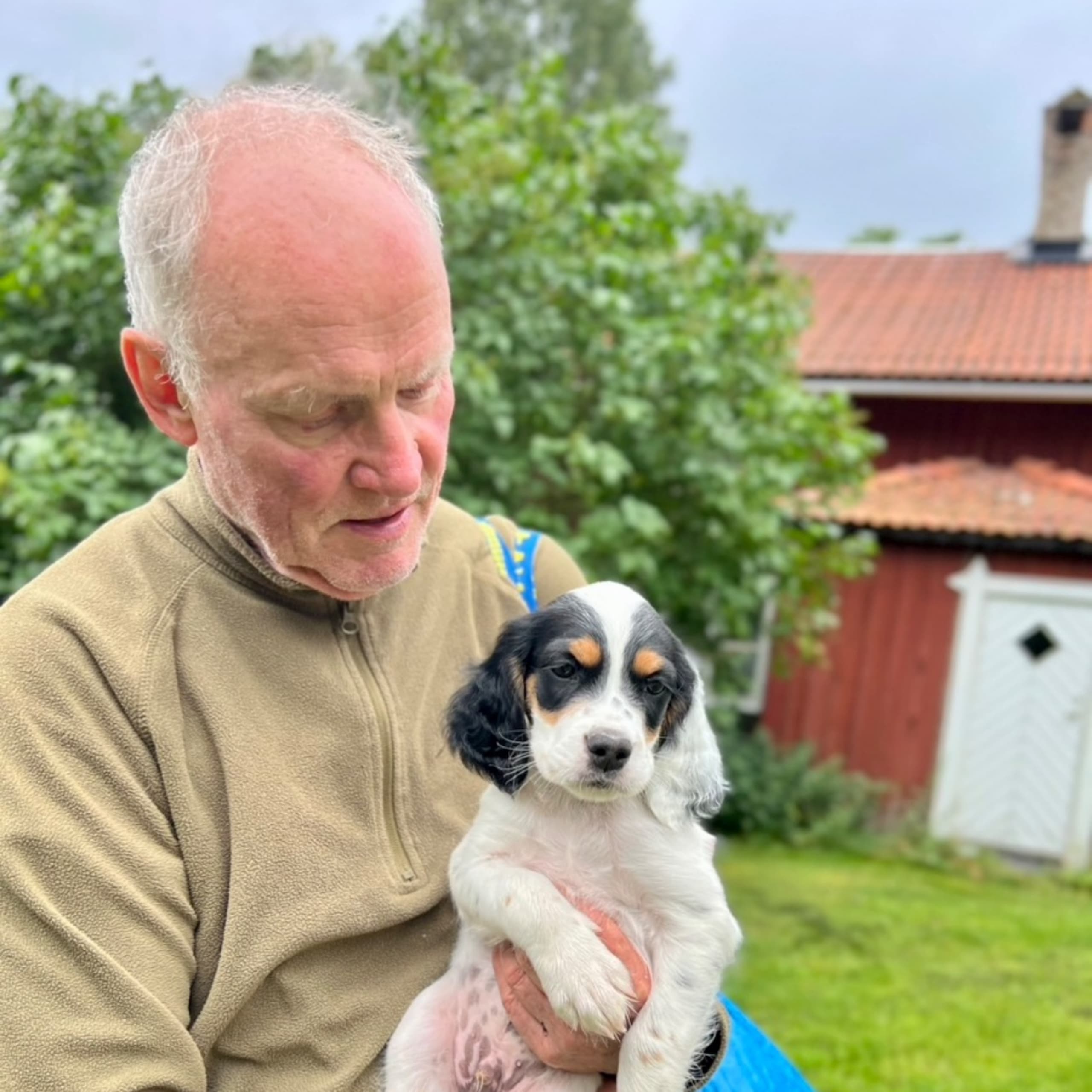 Engelsk setter