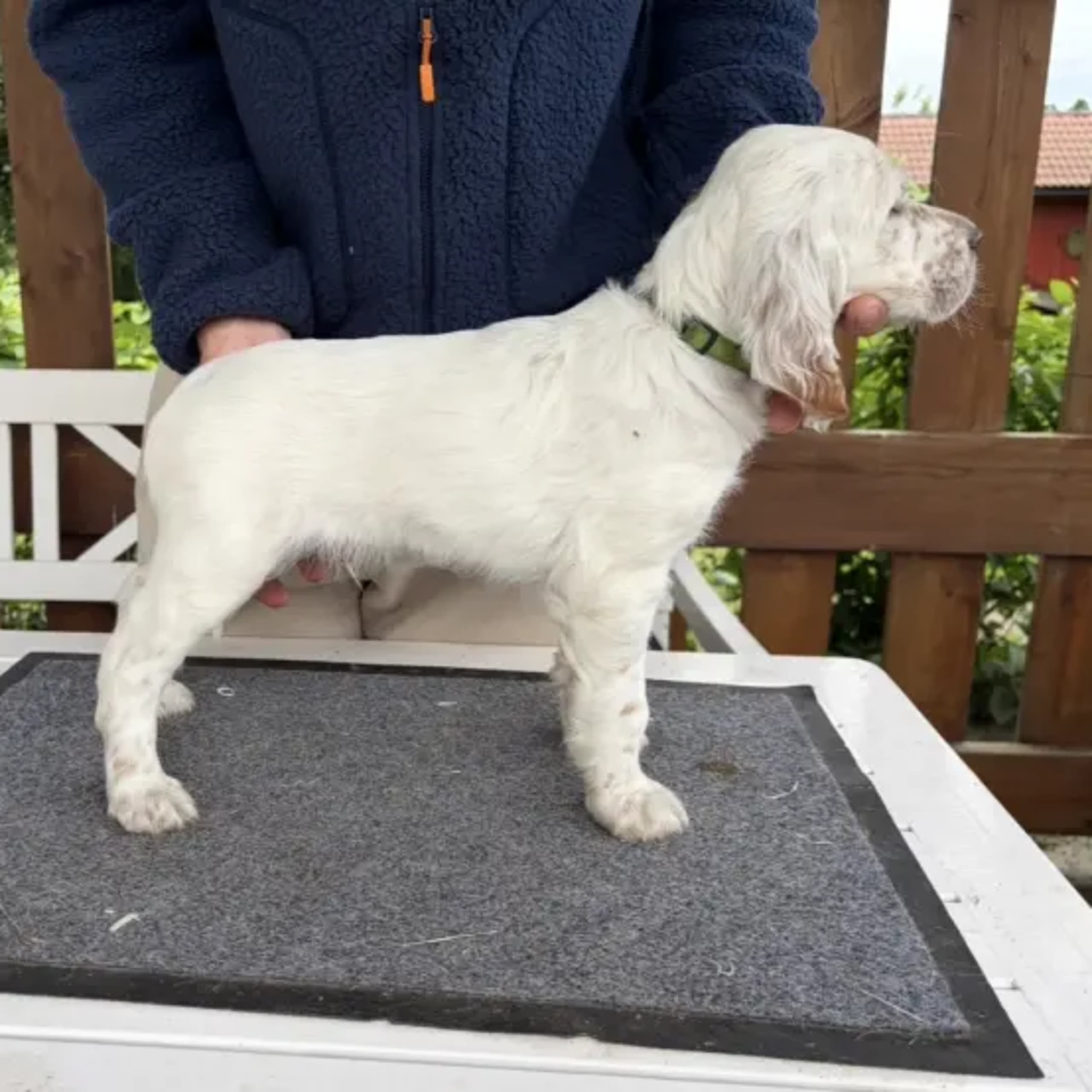 Engelsk setter