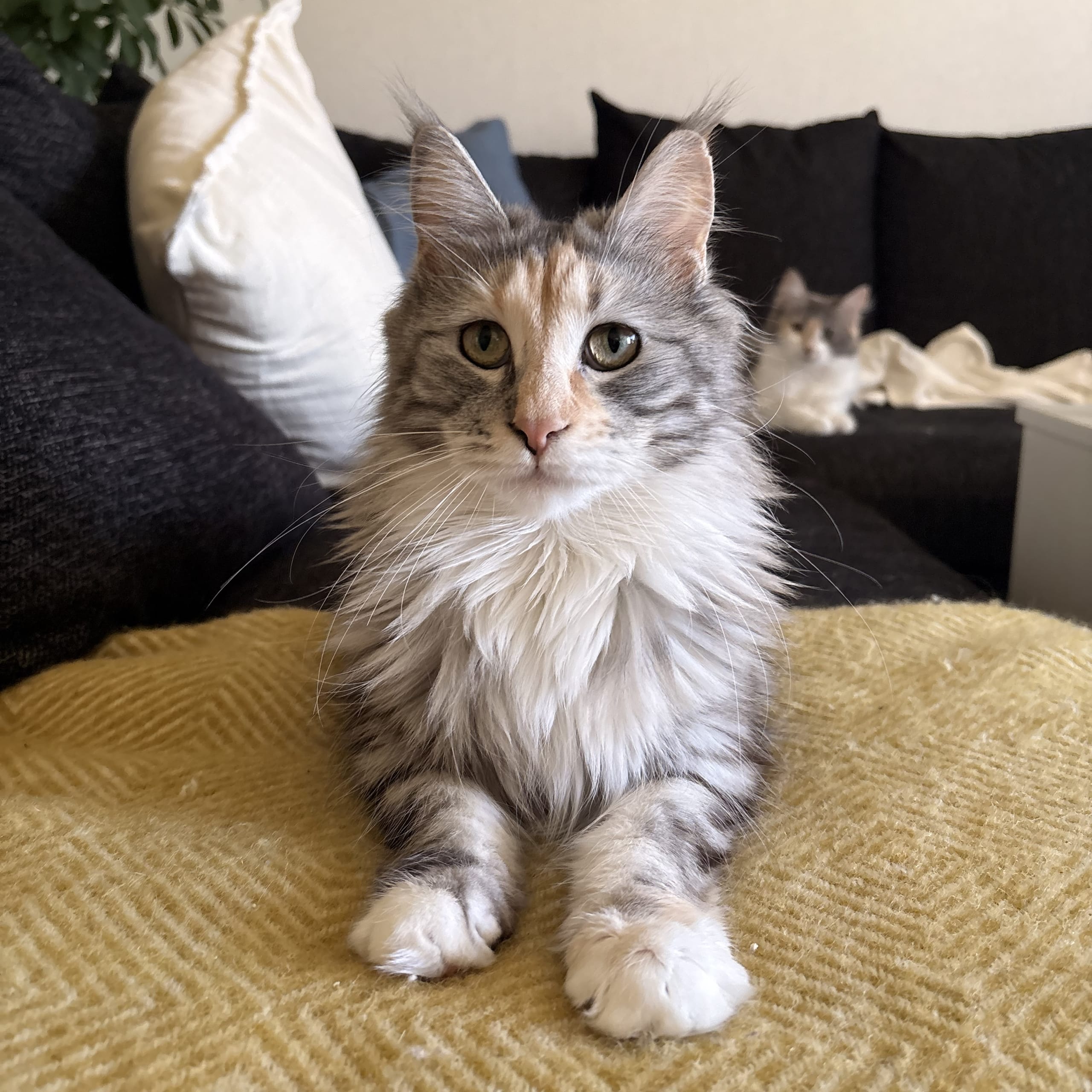 Maine Coon