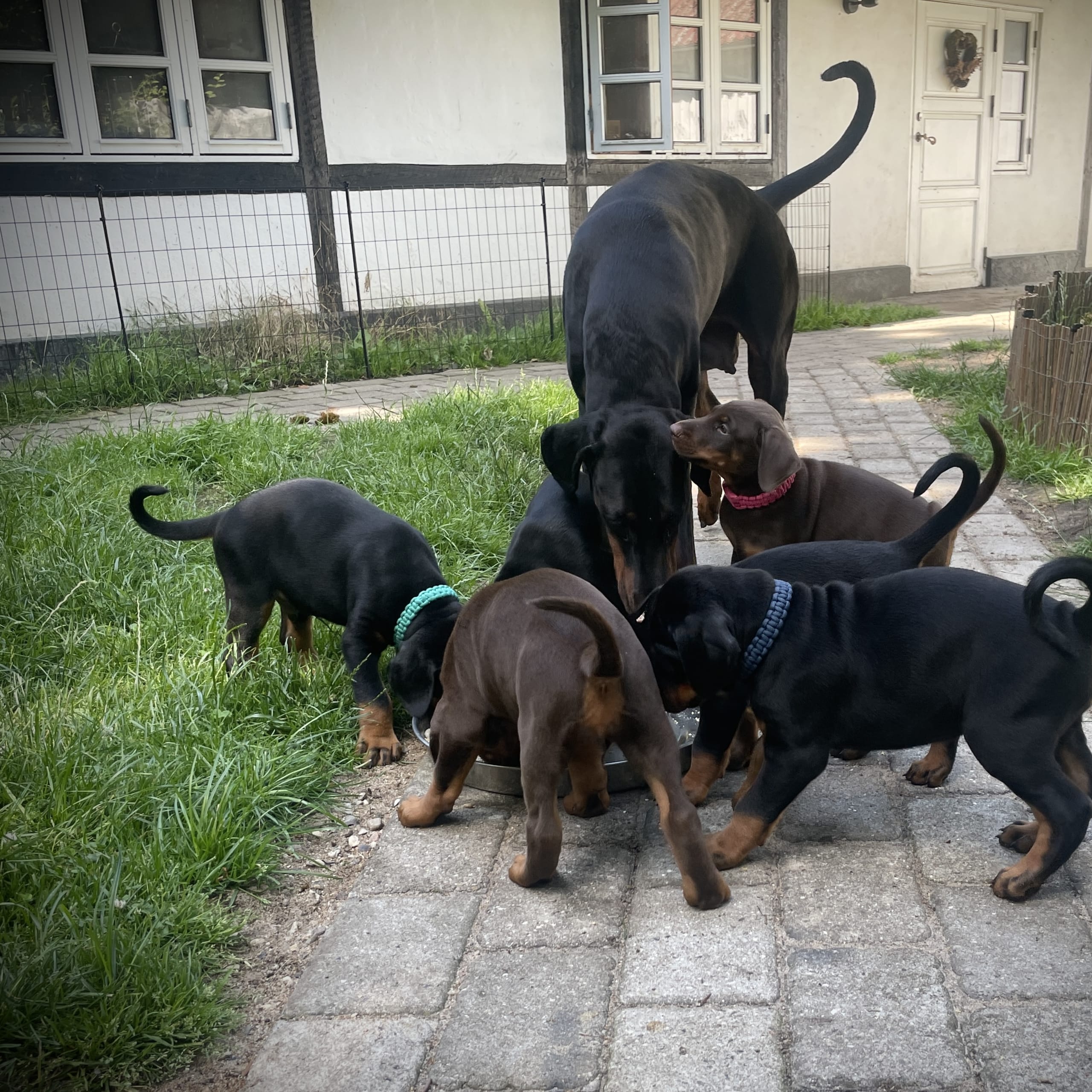Dobermann