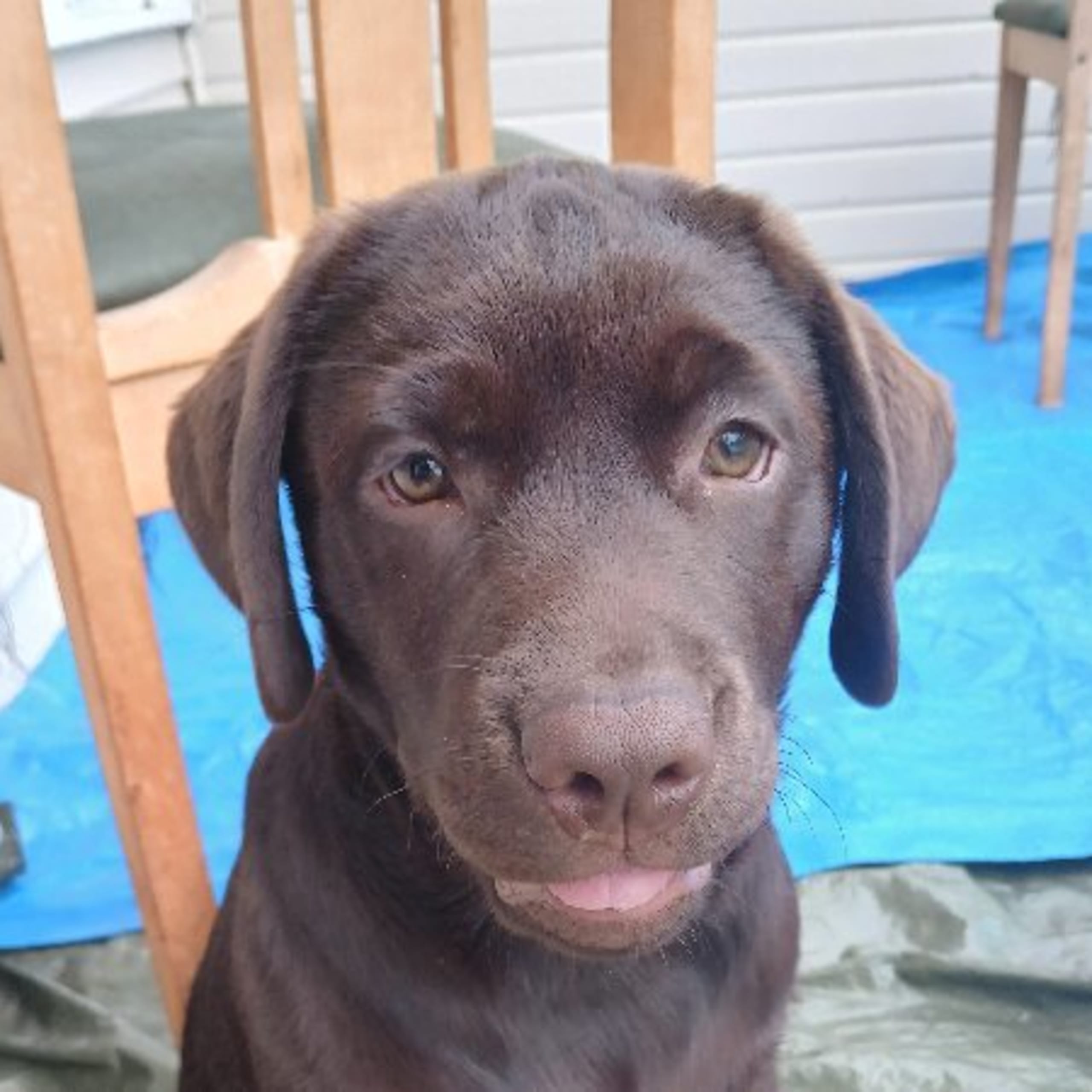 Labrador retriever