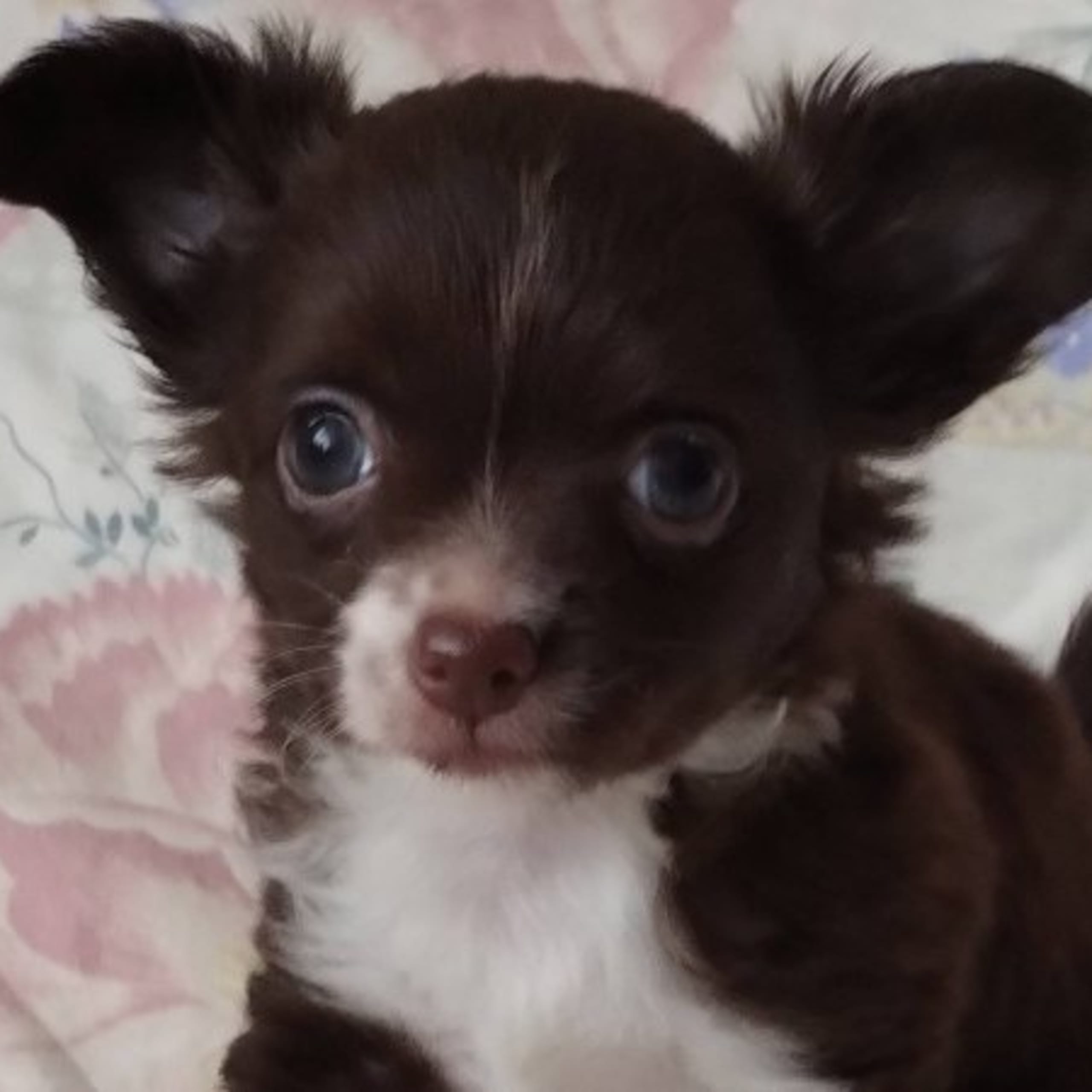 Chihuahua