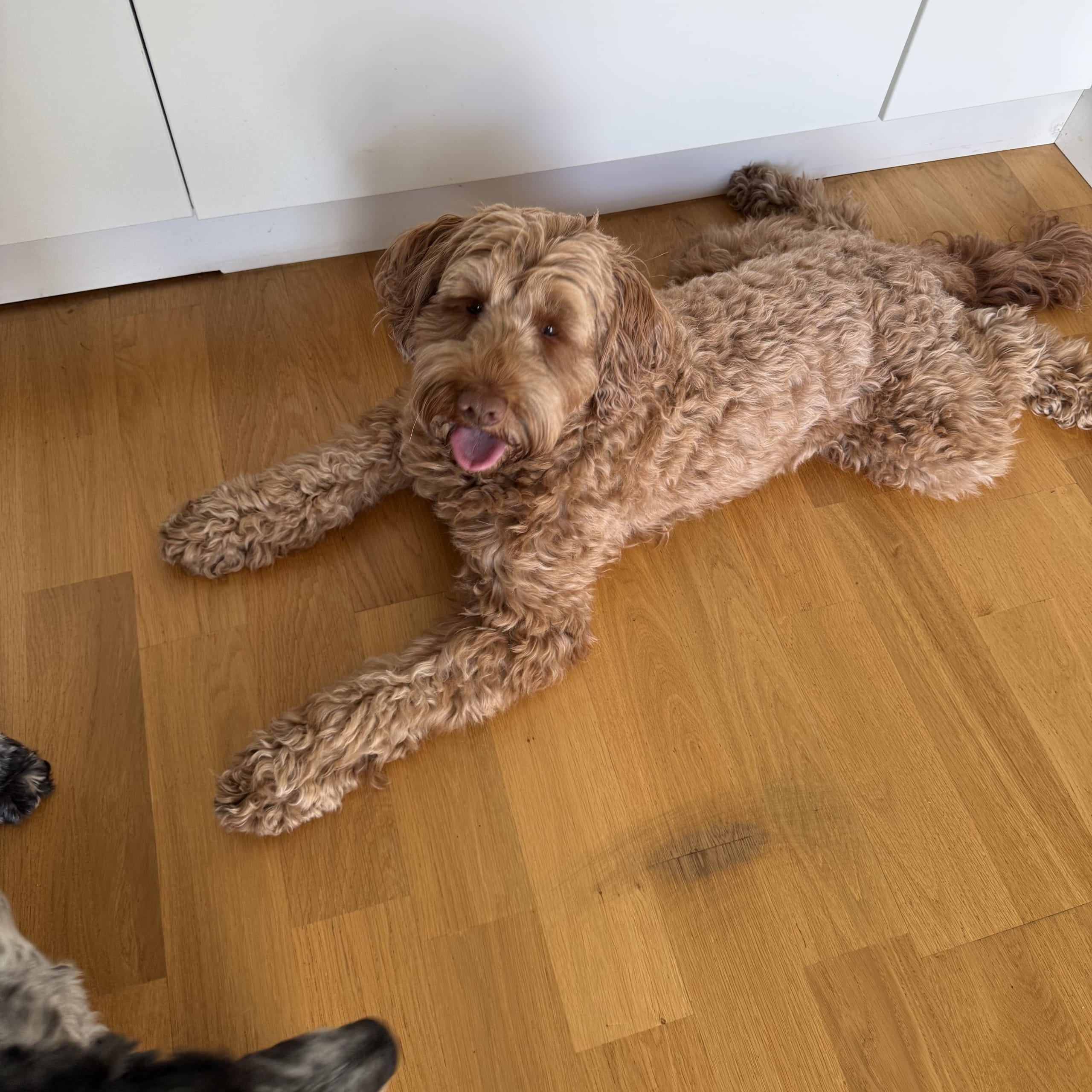 Cockerpoo