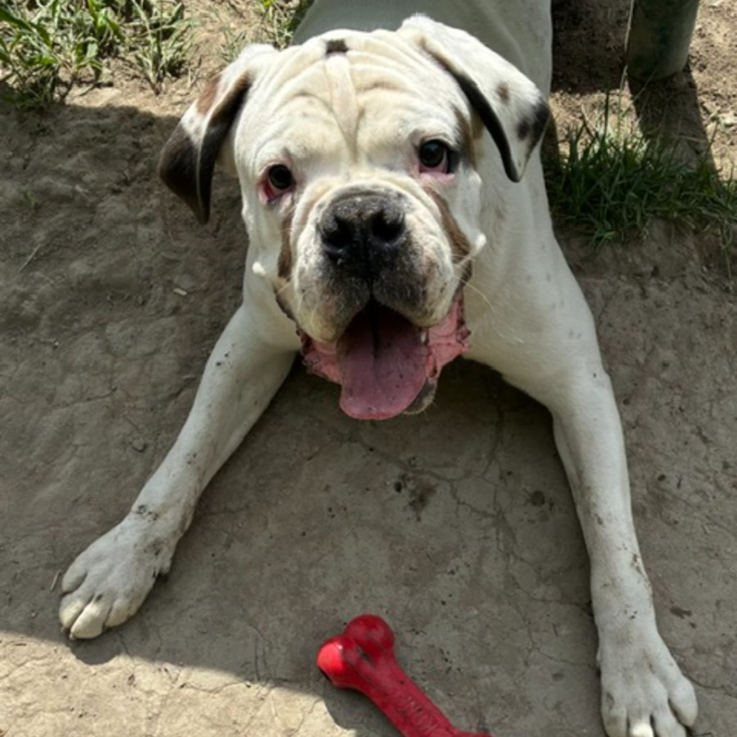 Boxer