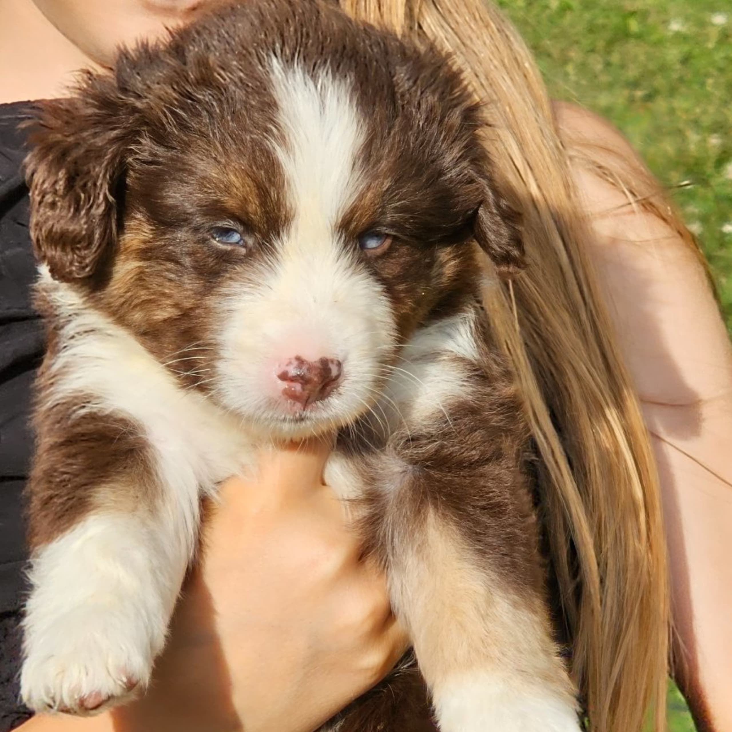 Miniature american shepherd