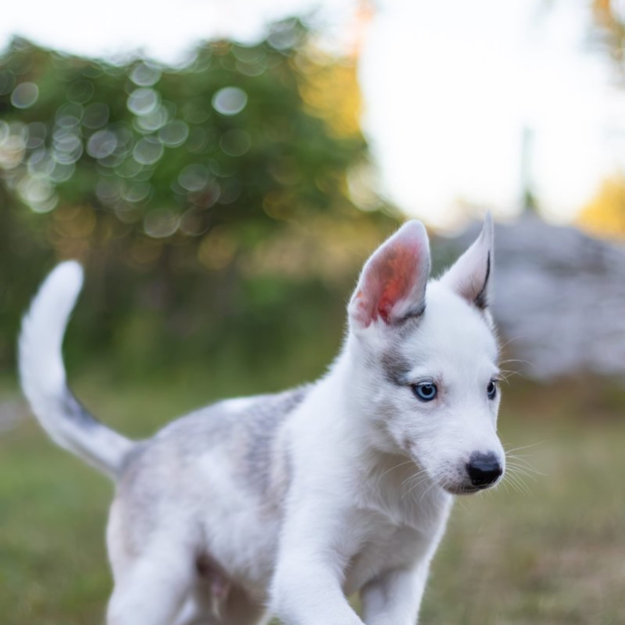 Siberian husky