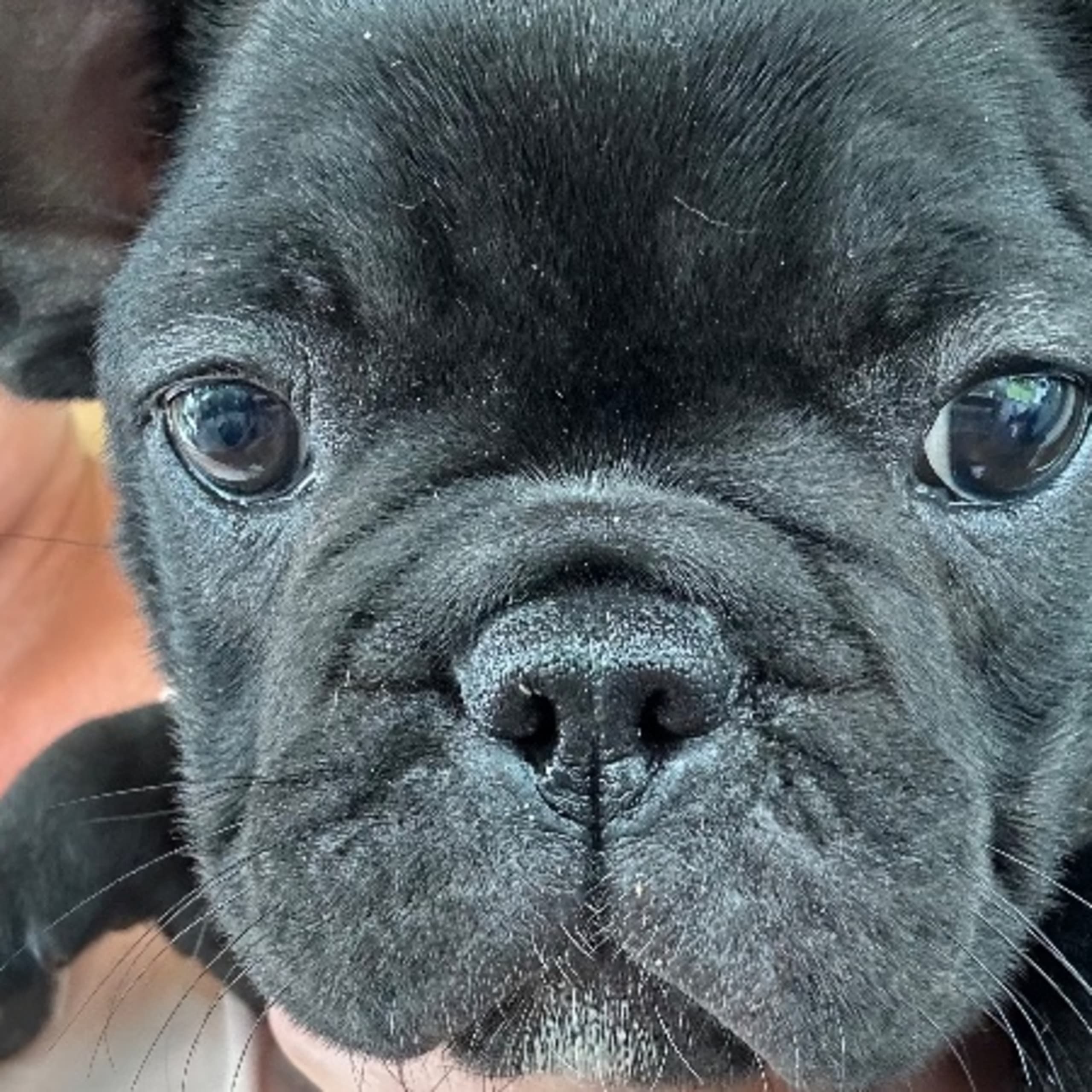 Fransk bulldogg