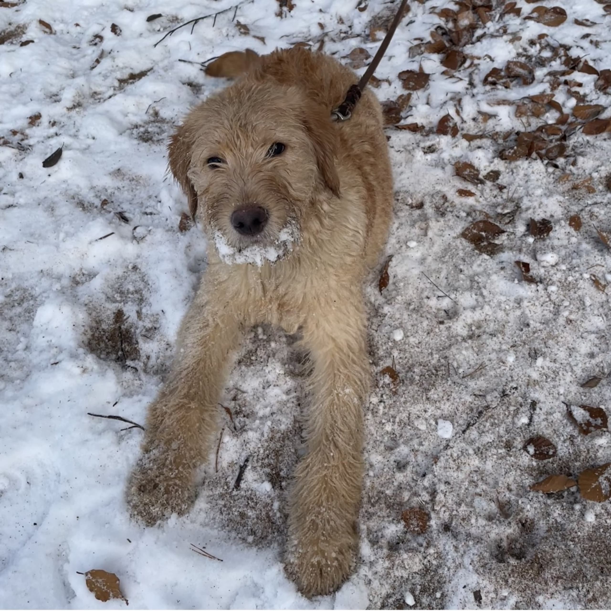 Labradoodle