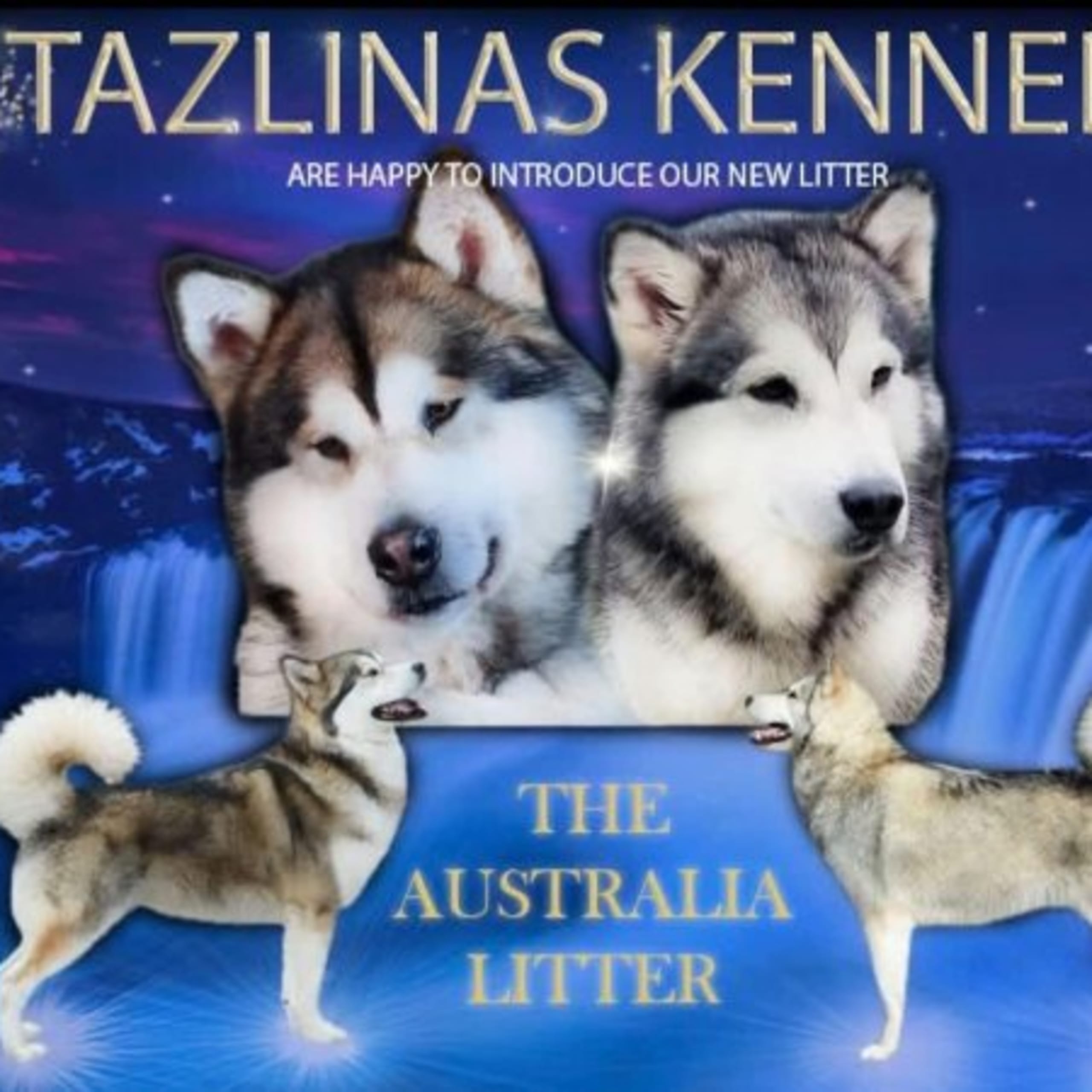 Tazlinas