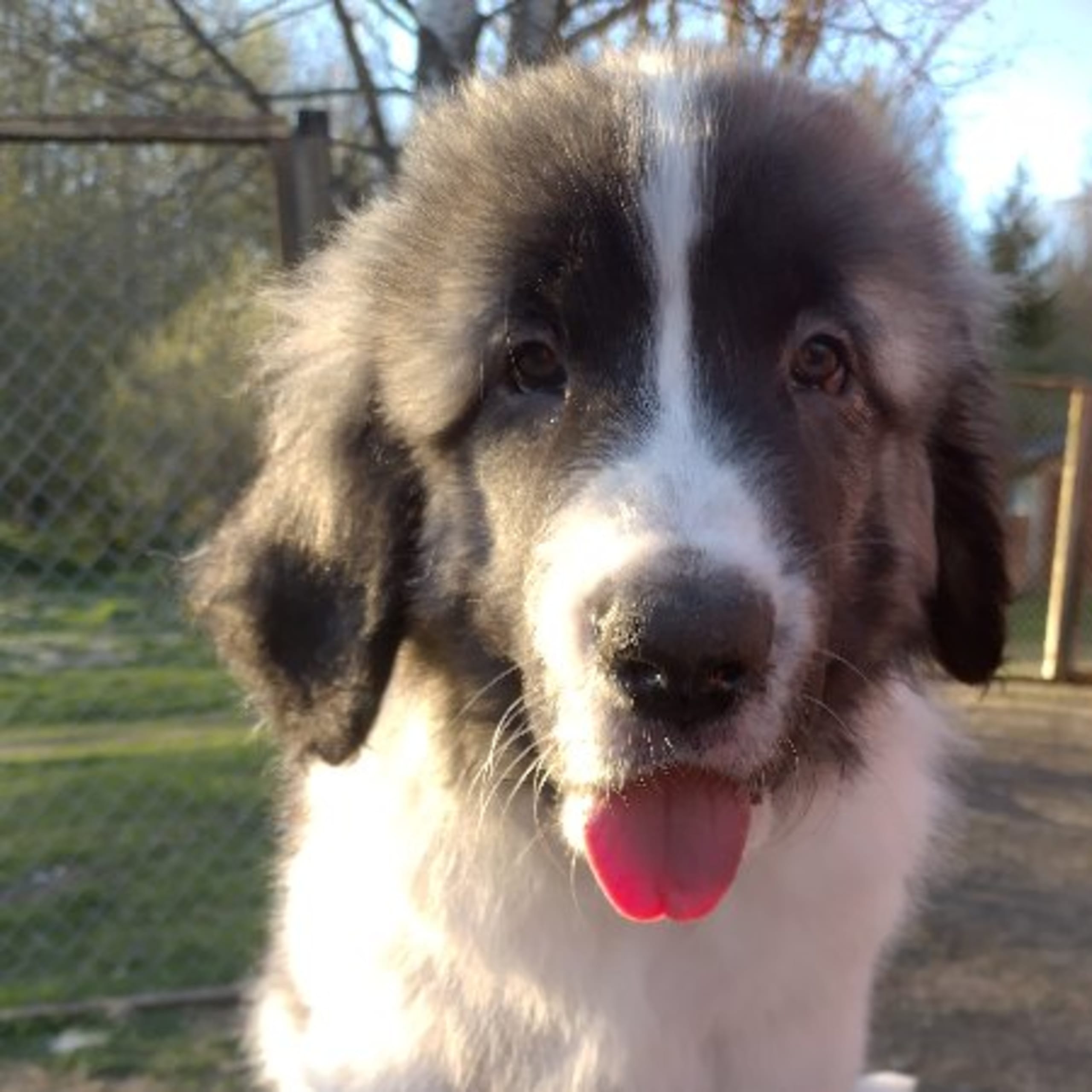 Pyreneisk mastiff