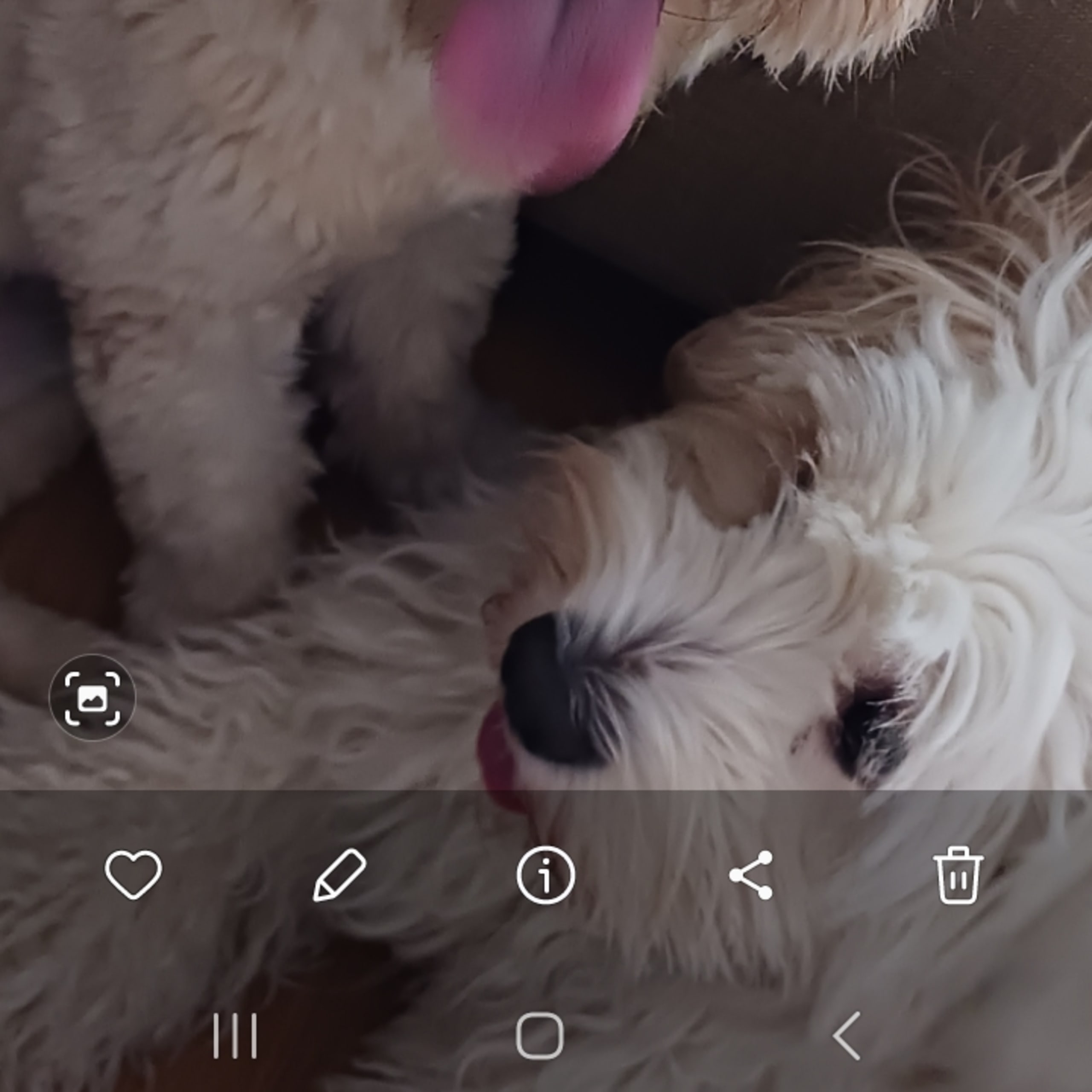 Shih-poo
