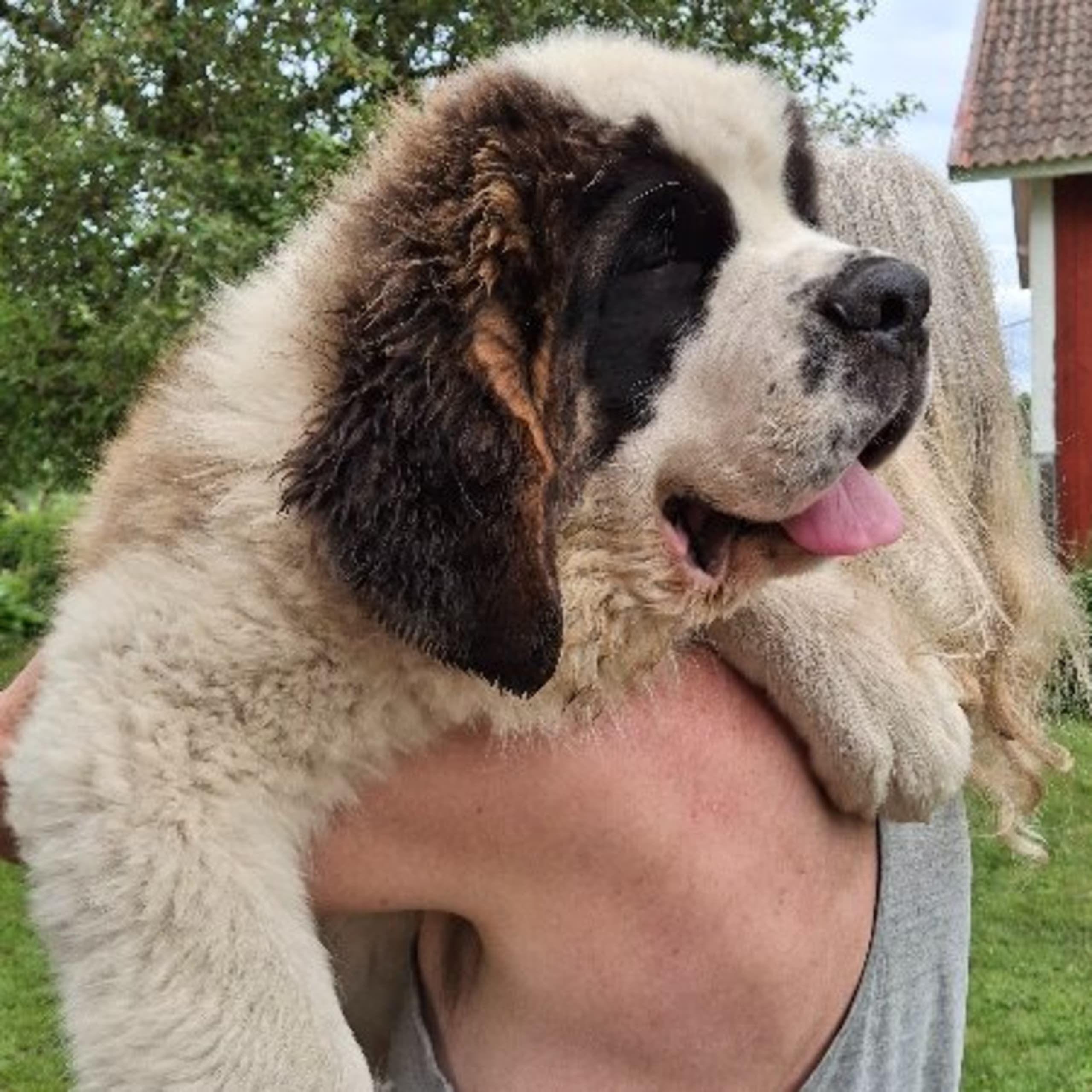 Sankt bernhardshund