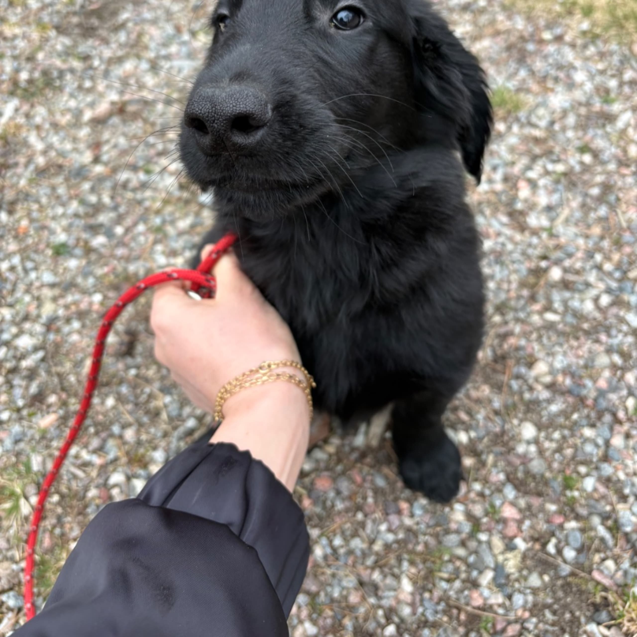 Flatcoated retriever