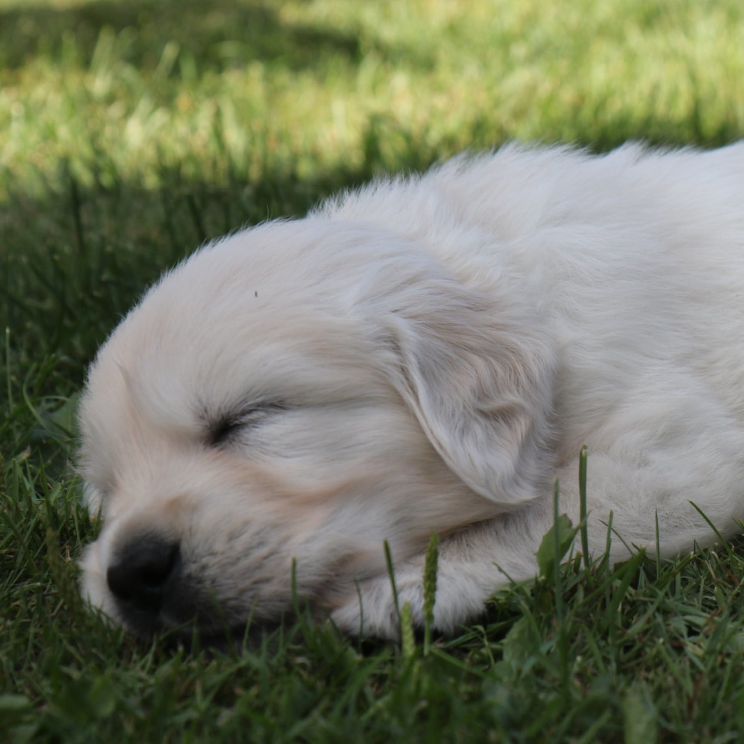 Golden retriever