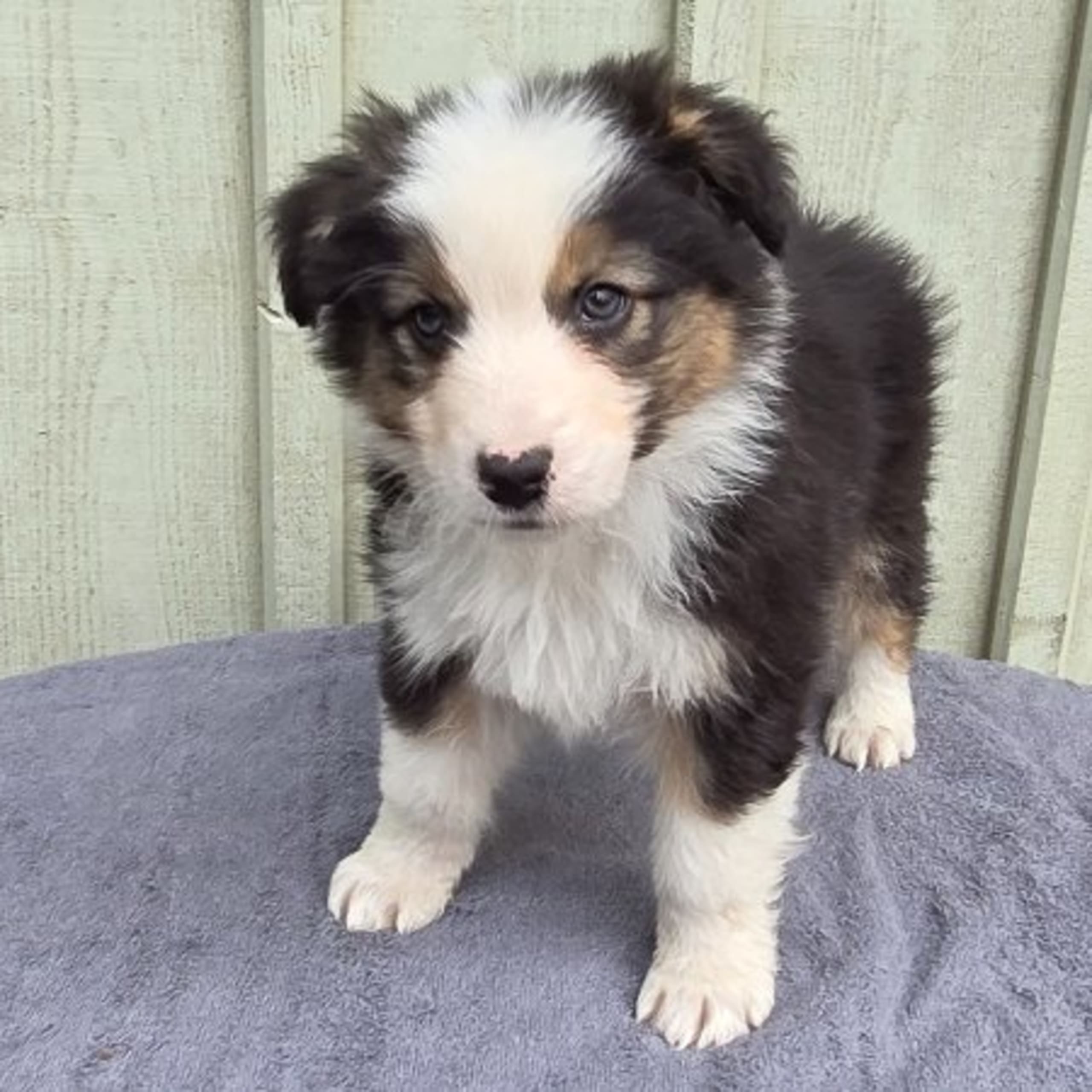 Australian shepherd