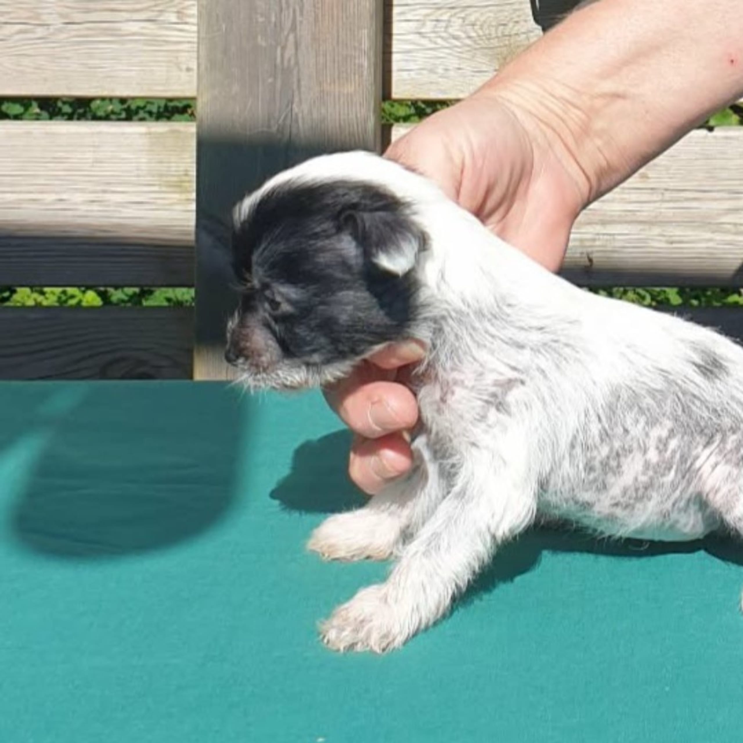 Chinese crested dog