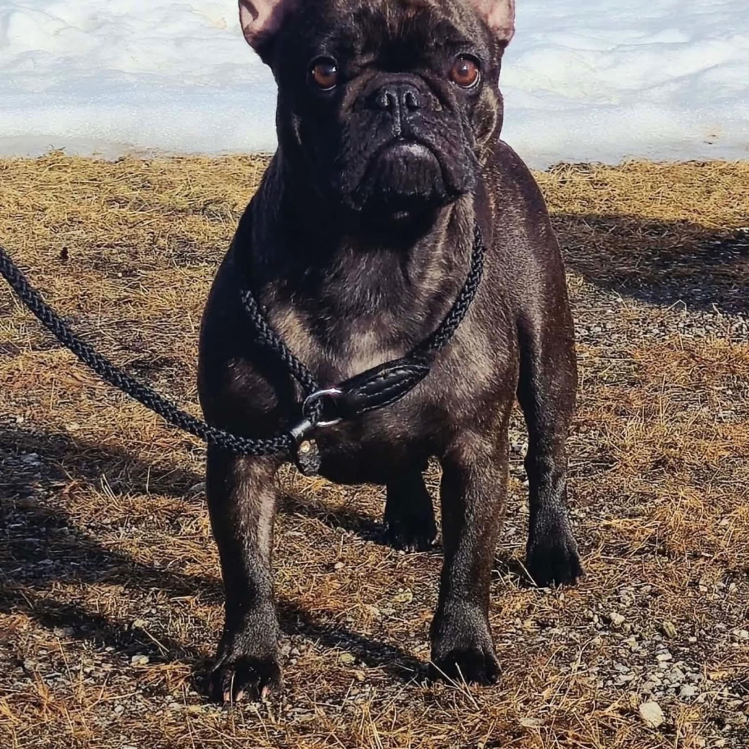 Fransk bulldogg