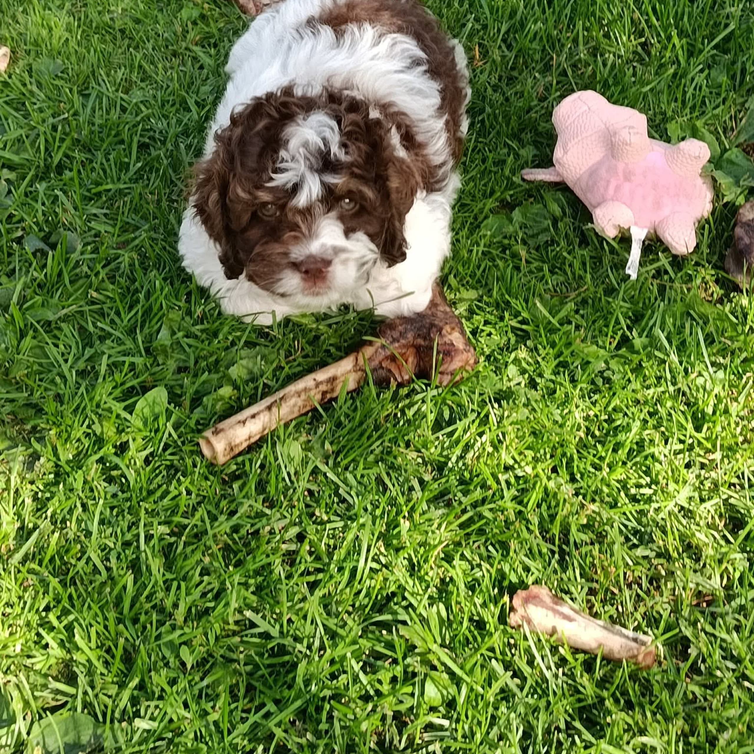 Cockerpoo