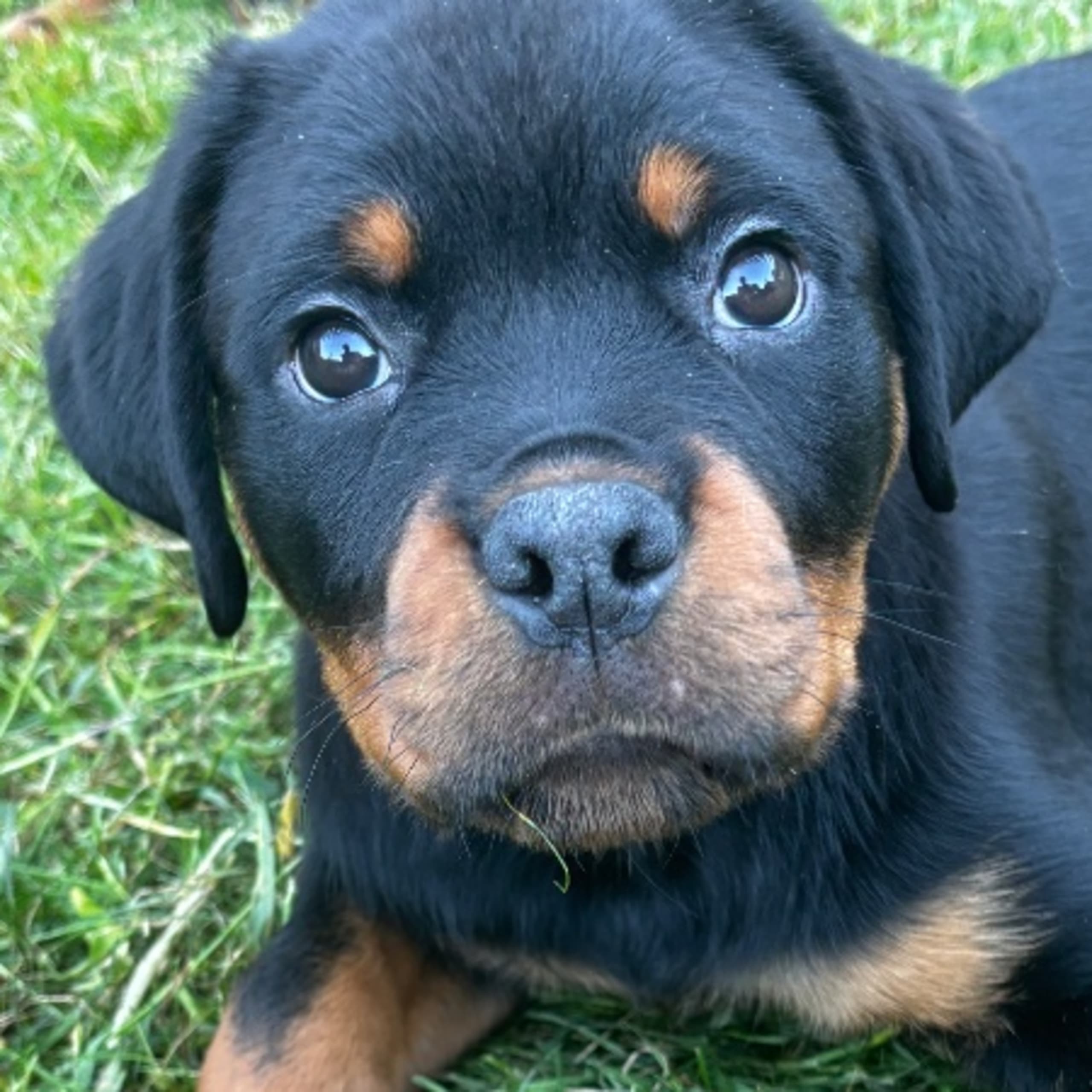 Rottweiler