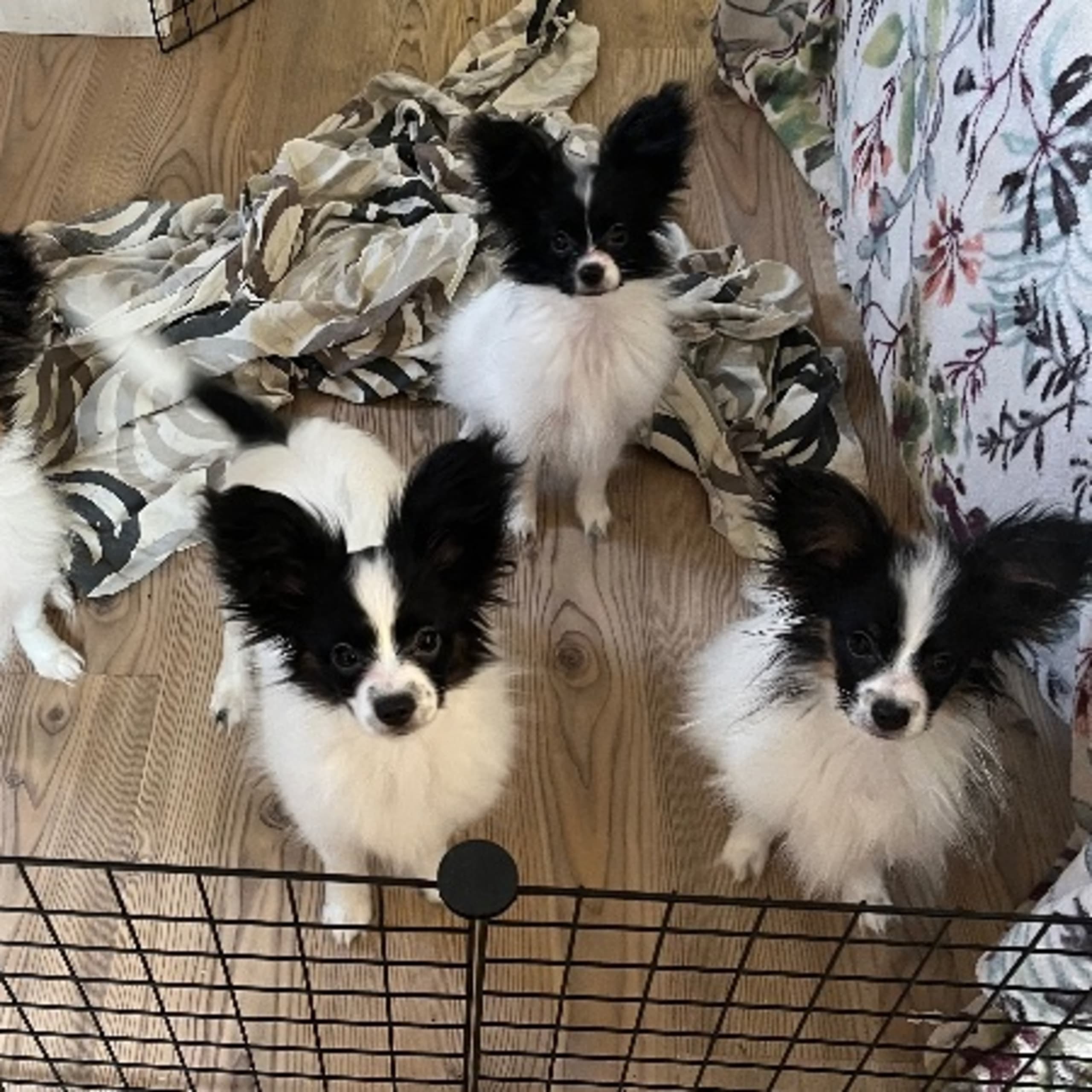 Papillon